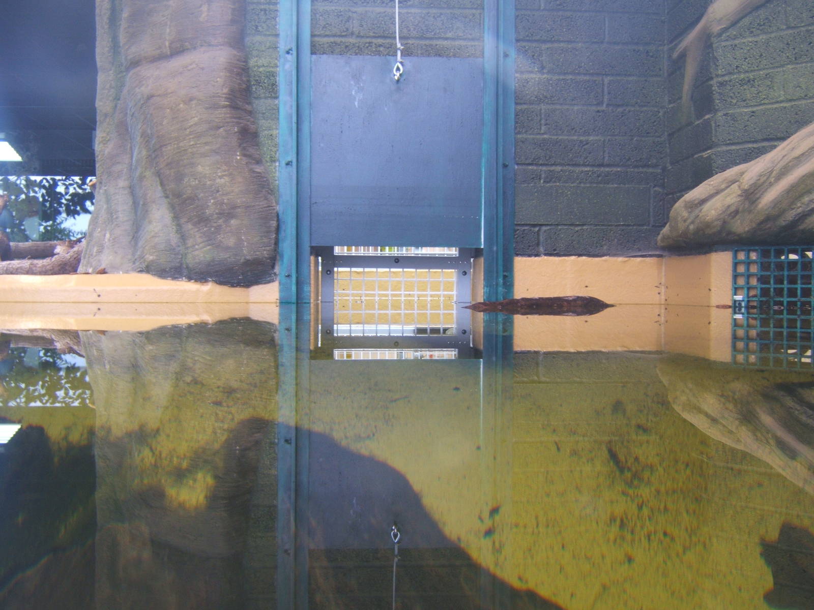 View to off-show holding for Dwarf Crocs