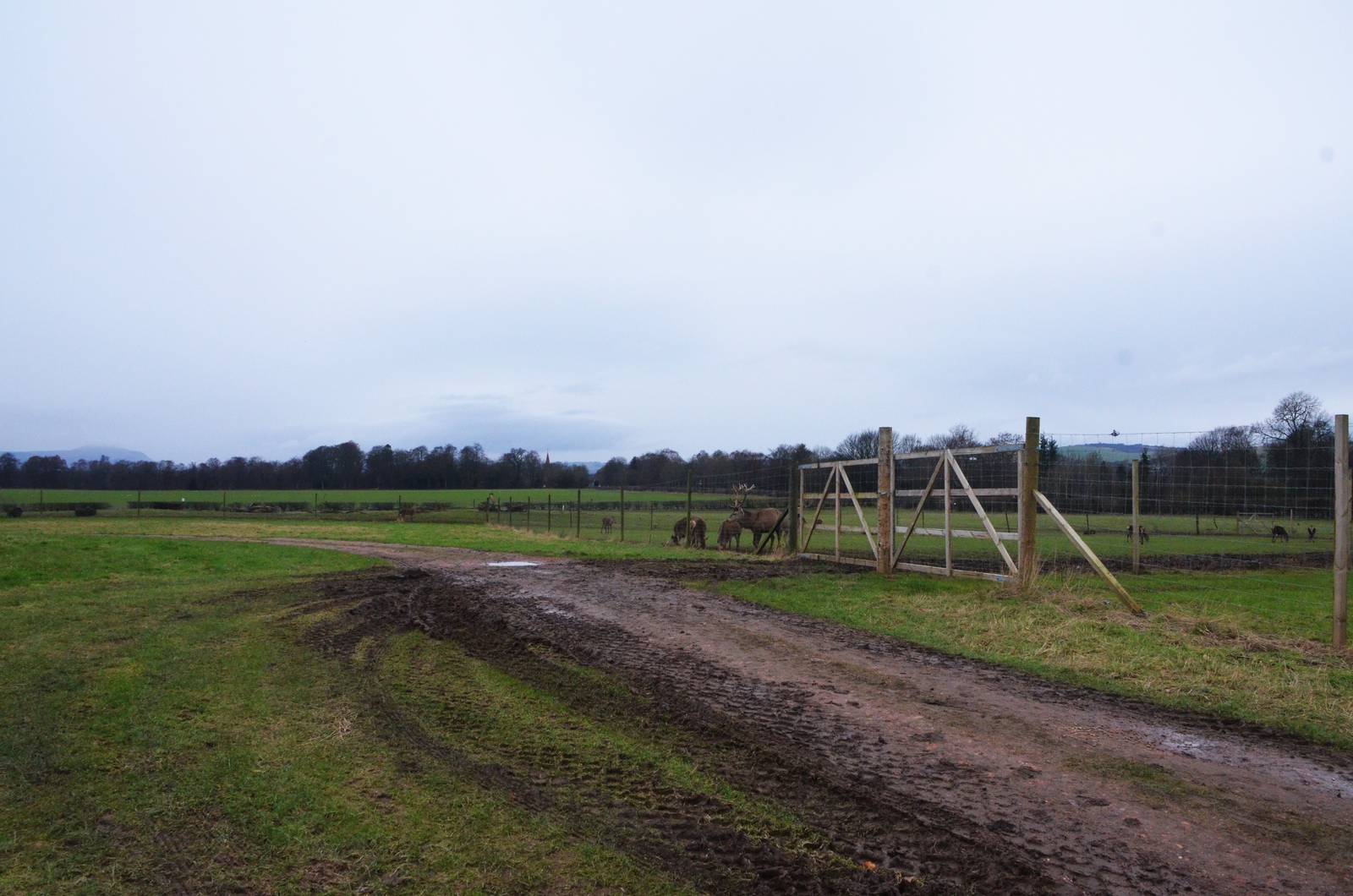View to Red Deer Paddock at the Scottish Deer Centre, 06/02/16