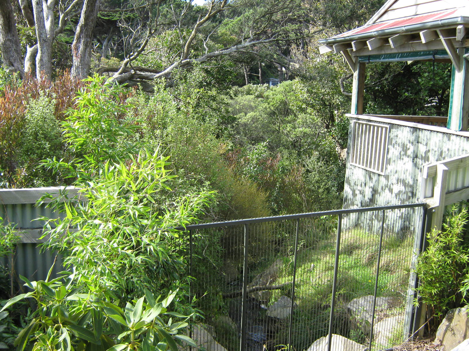 view to red panda (Ailurus fulgens) enclosure