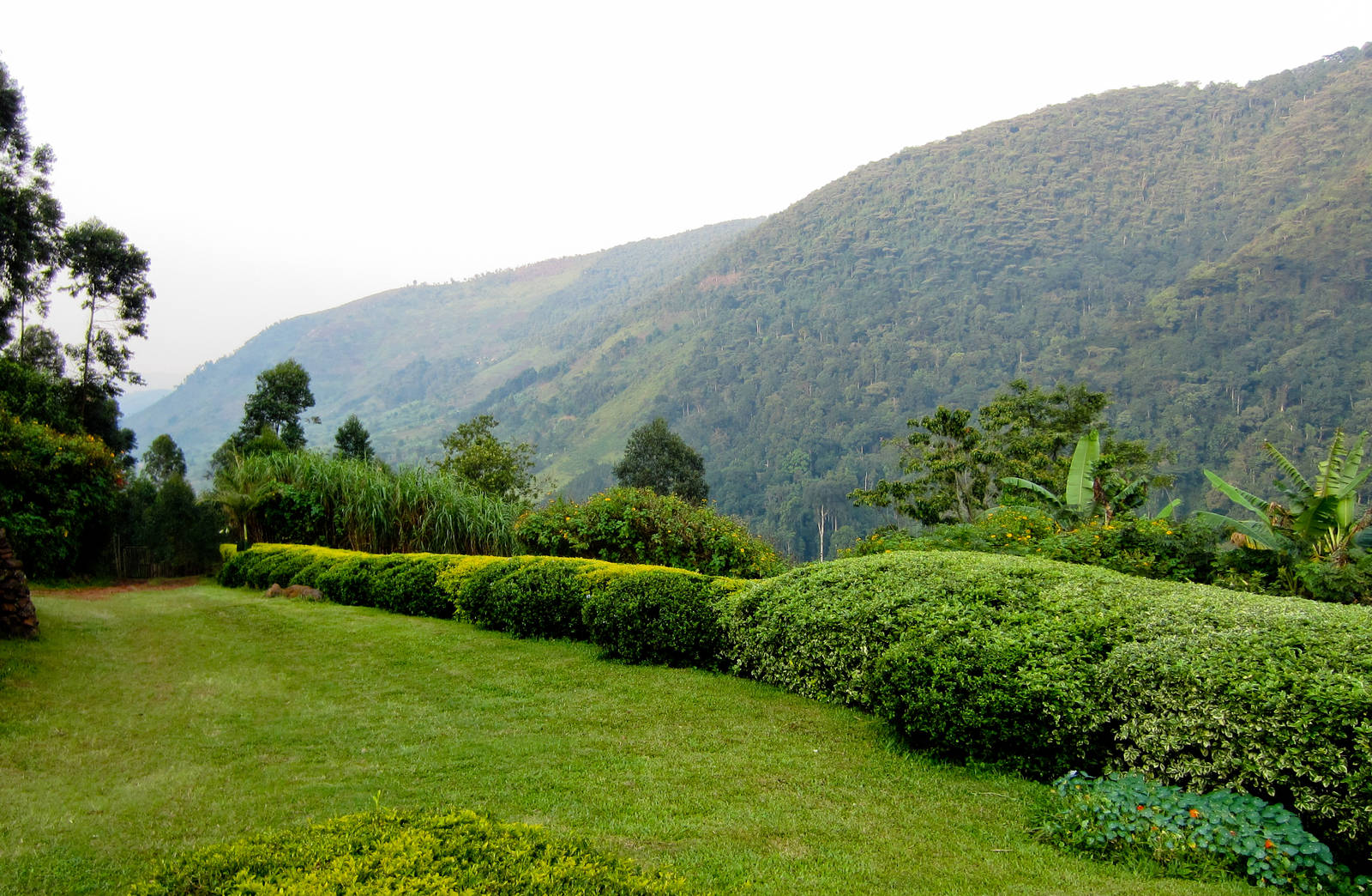View to the North from Silverback Lodge