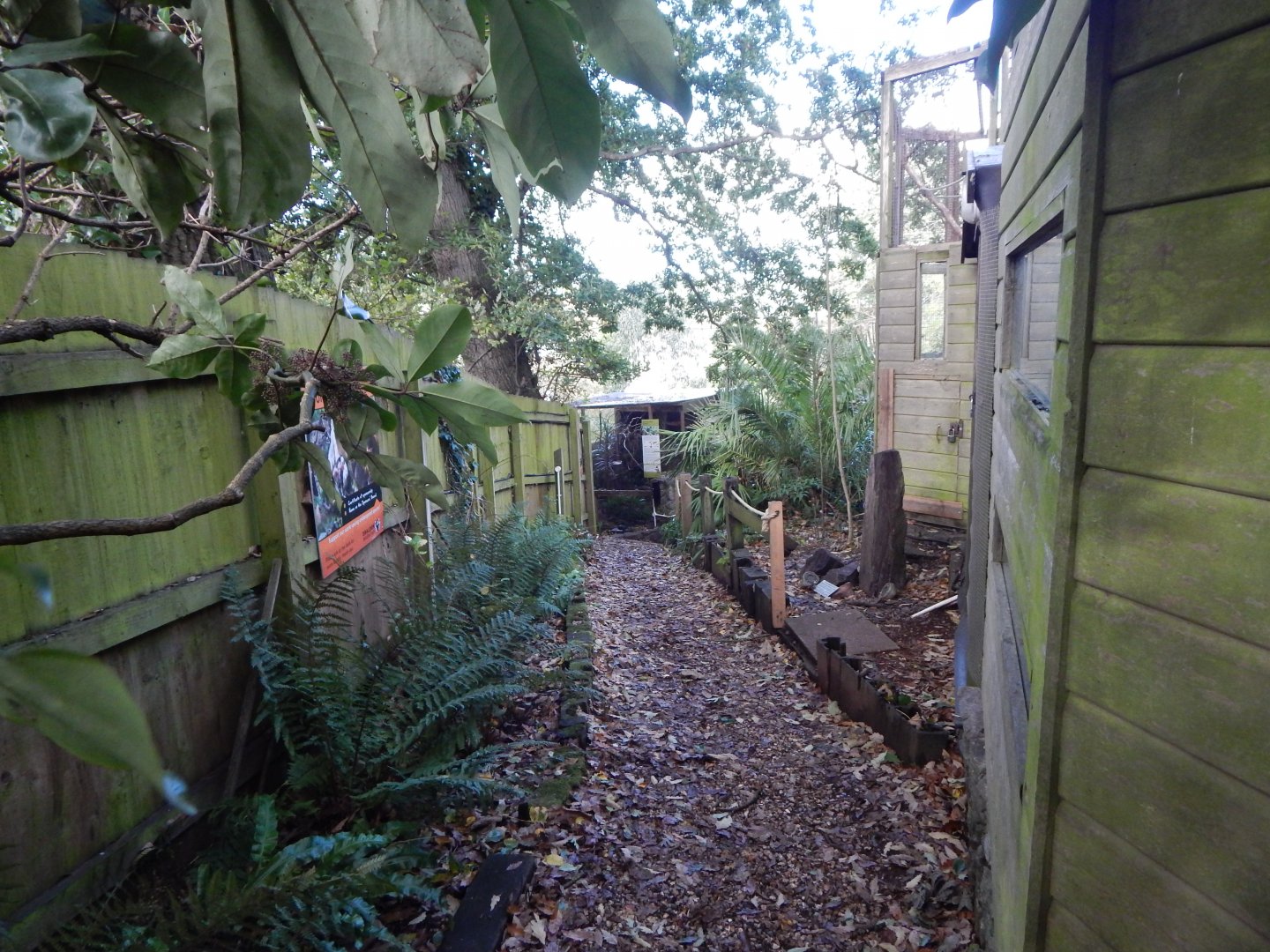 View towards Blue-throated conure aviary 021120
