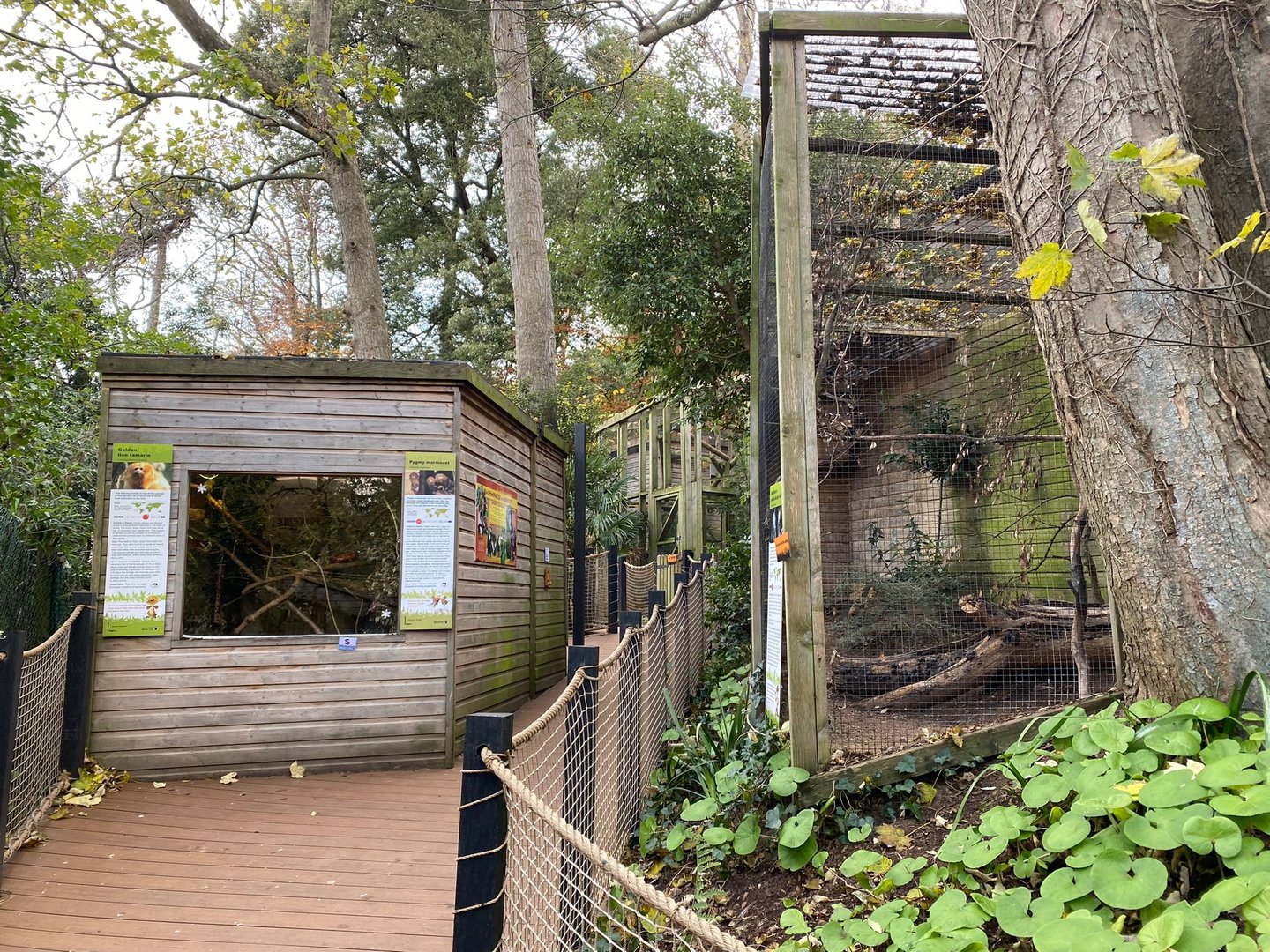 View towards Golden lion tamarins and N white-faced owls 111222