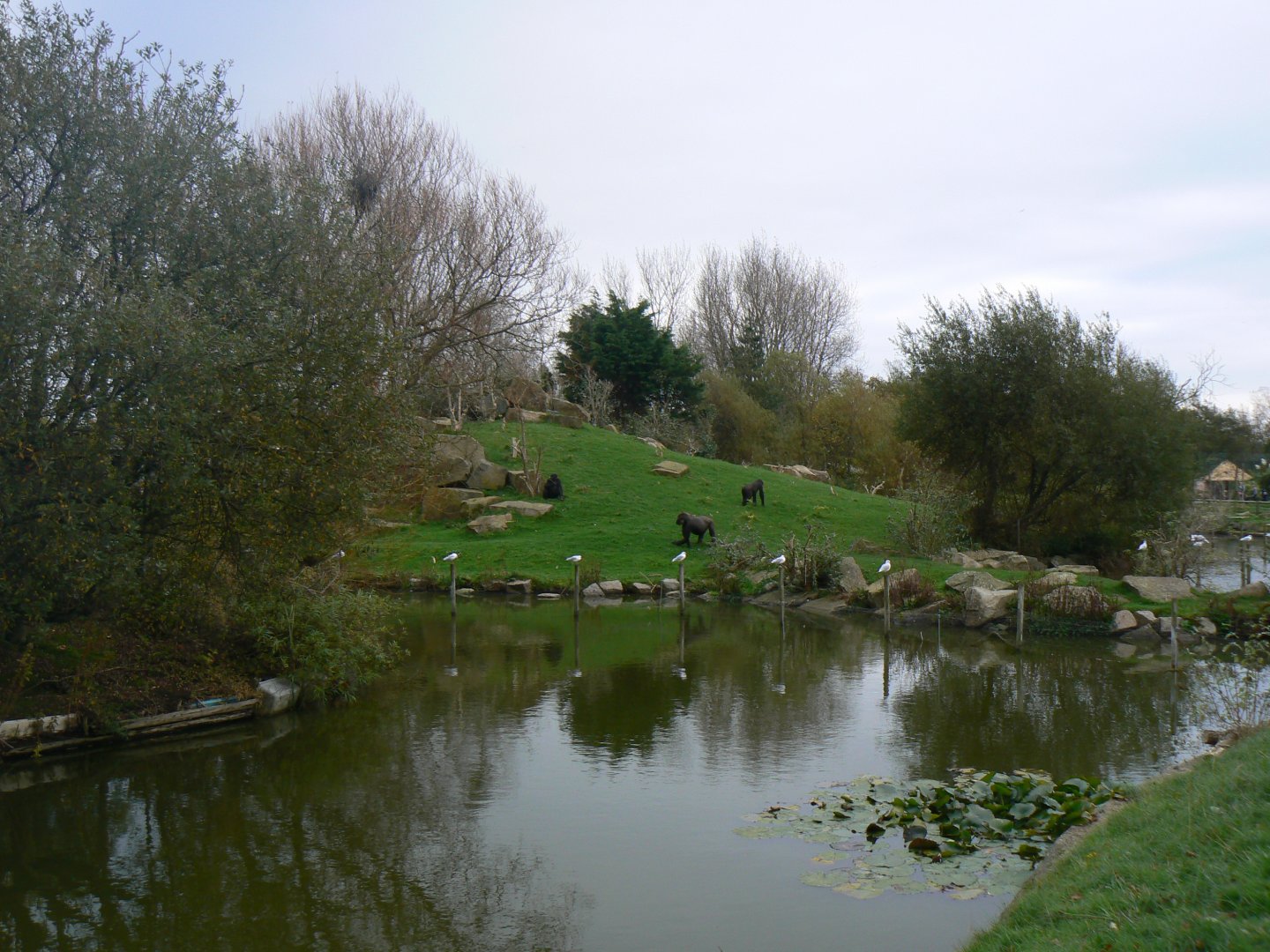 View towards 'Gorilla Mountain' - 15 October 2017