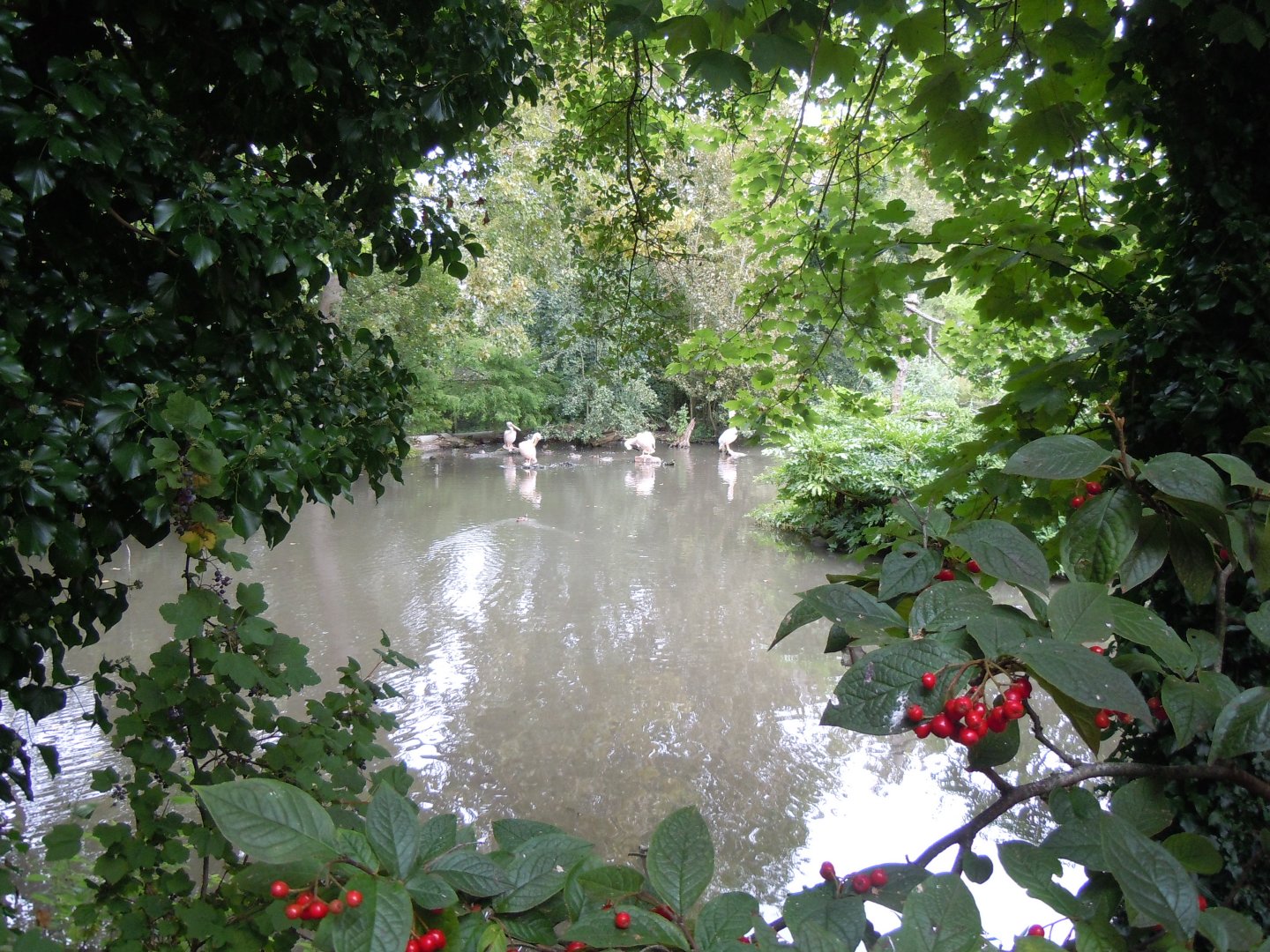 View towards Great white pelicans 070920