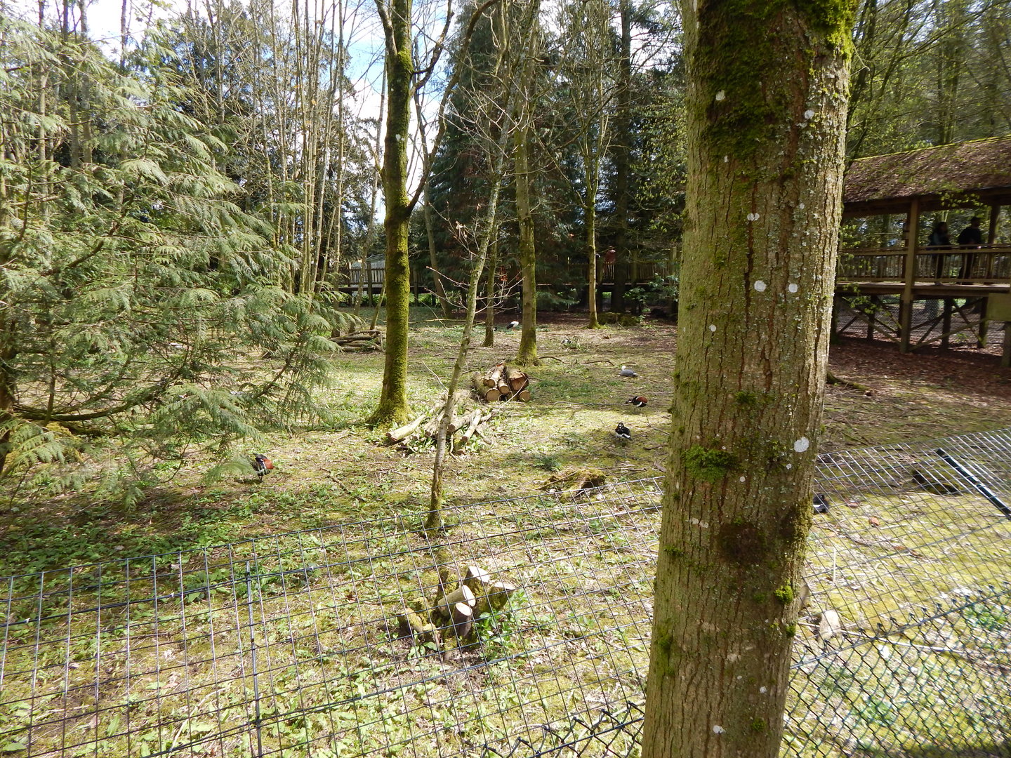 View towards Indochinese clouded leopard enclosure 280423