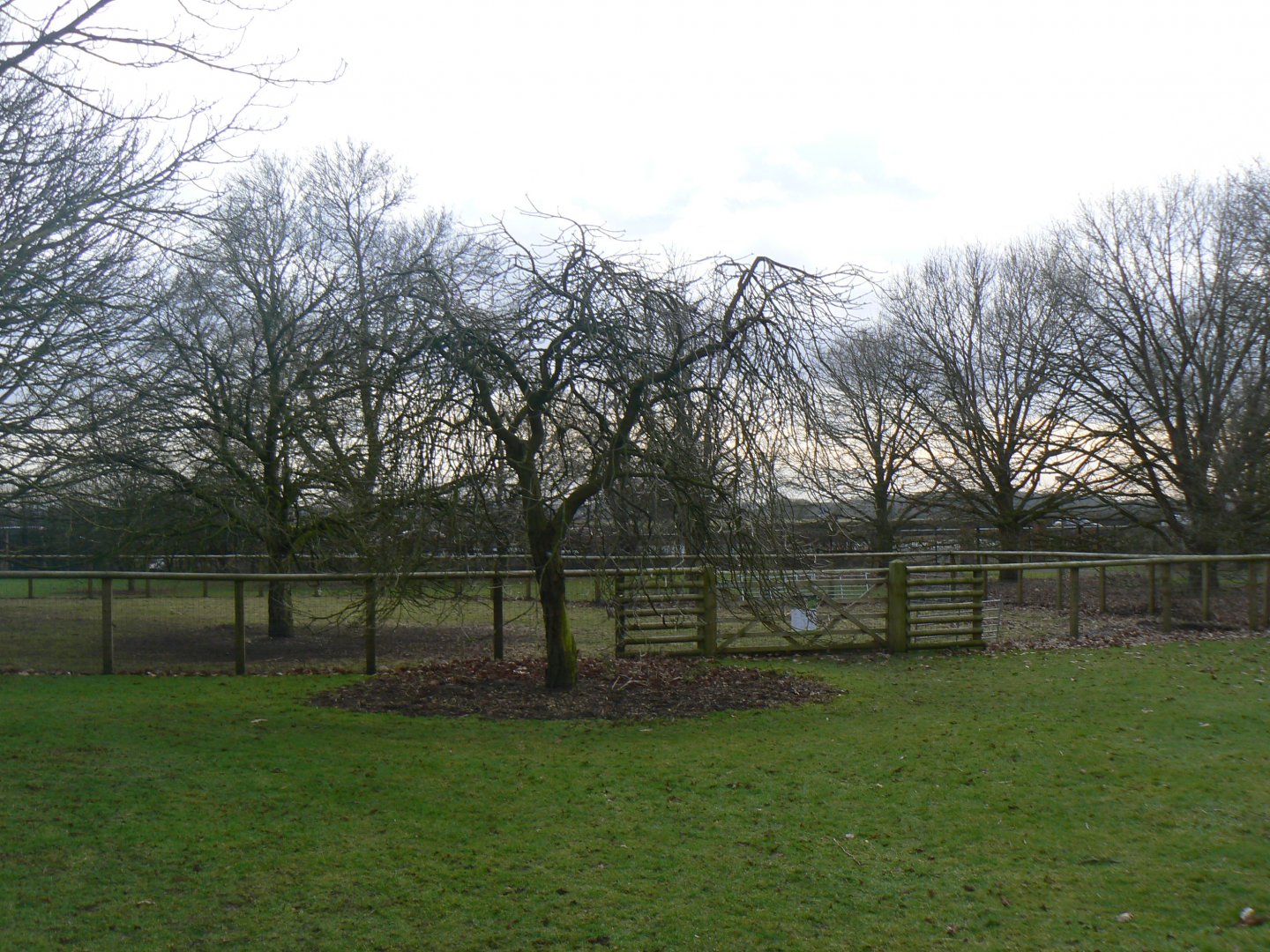 View towards Mara Enclosure - 12 February 2018