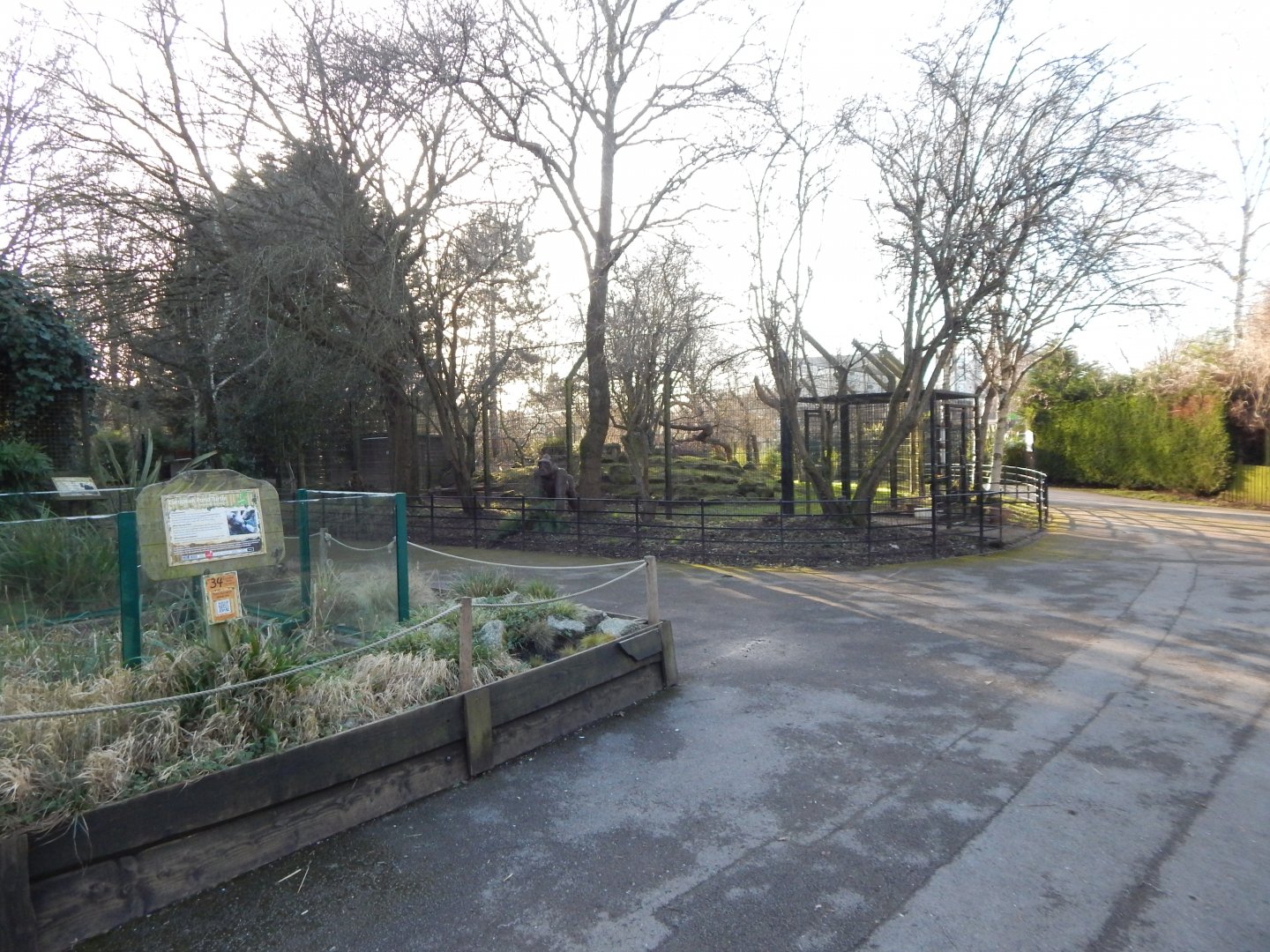 View towards Northern lynx enclosure 260124