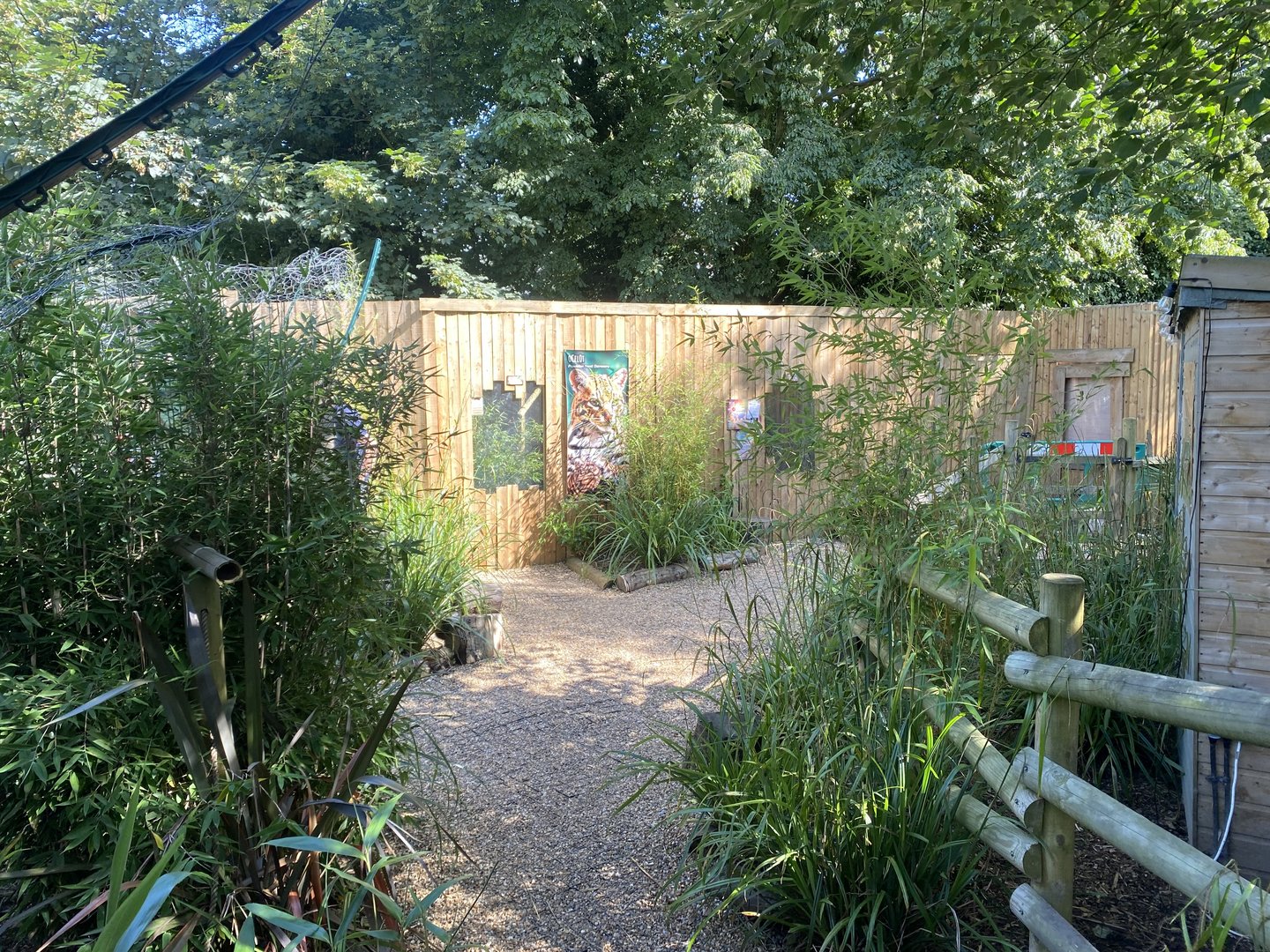 View towards Ocelot enclosure 290723