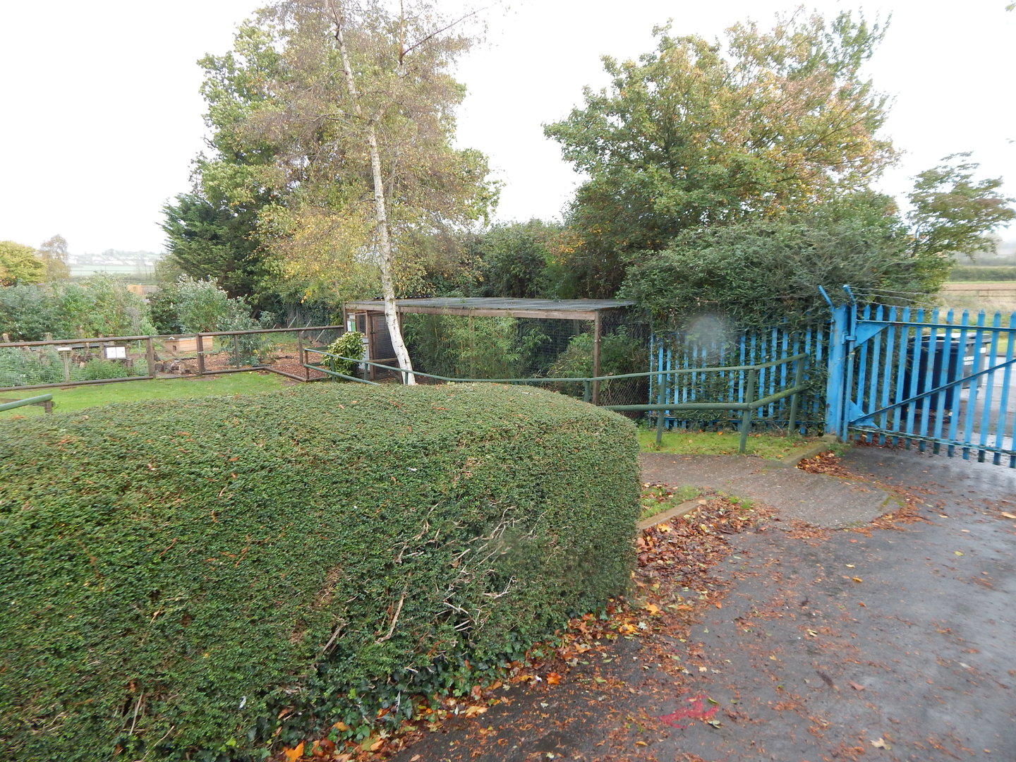 View towards Raccoon dog and Mara/Agouti enclosures 051122