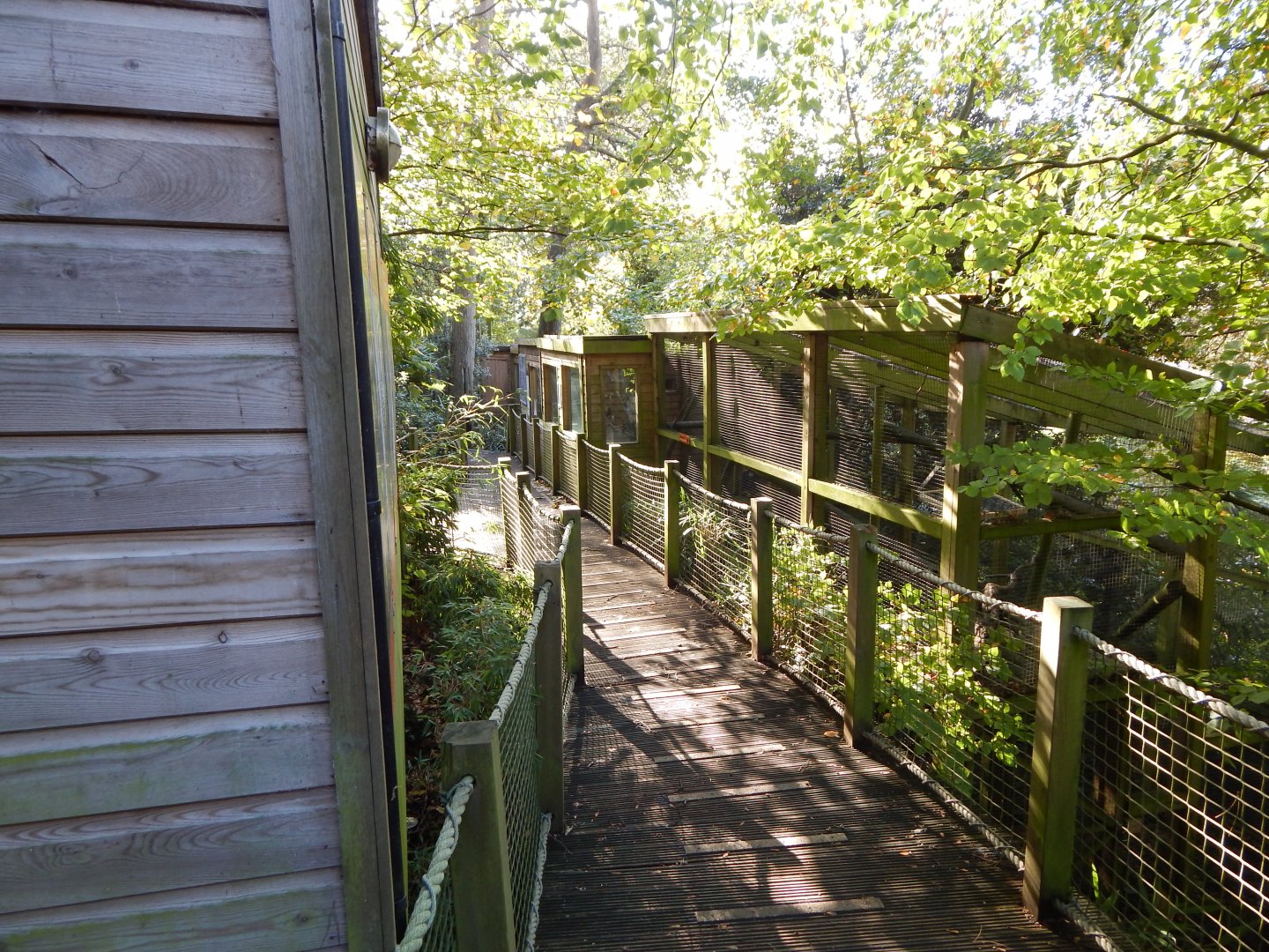 View towards Red titi enclosure 021120