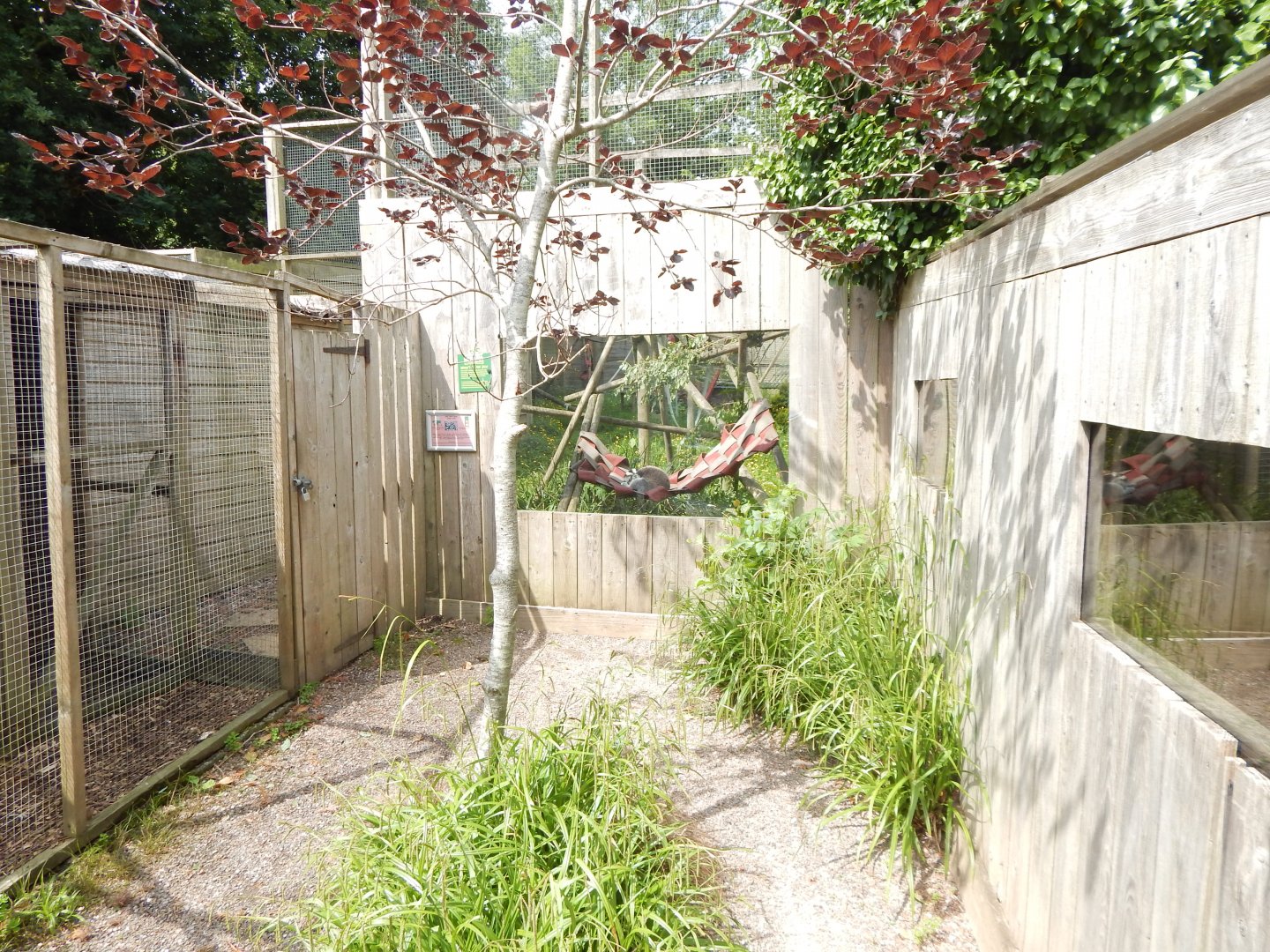 View towards Ring-tailed lemur enclosure 060625