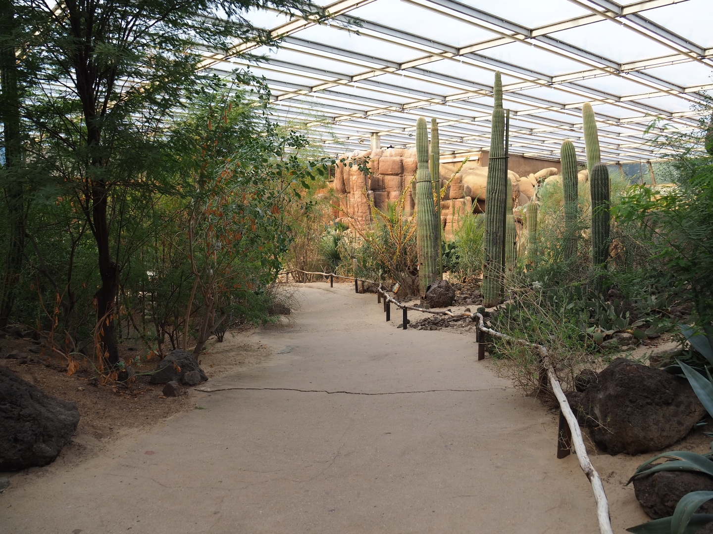 View towards Saguaro cacti (Sep 16th, 2018)