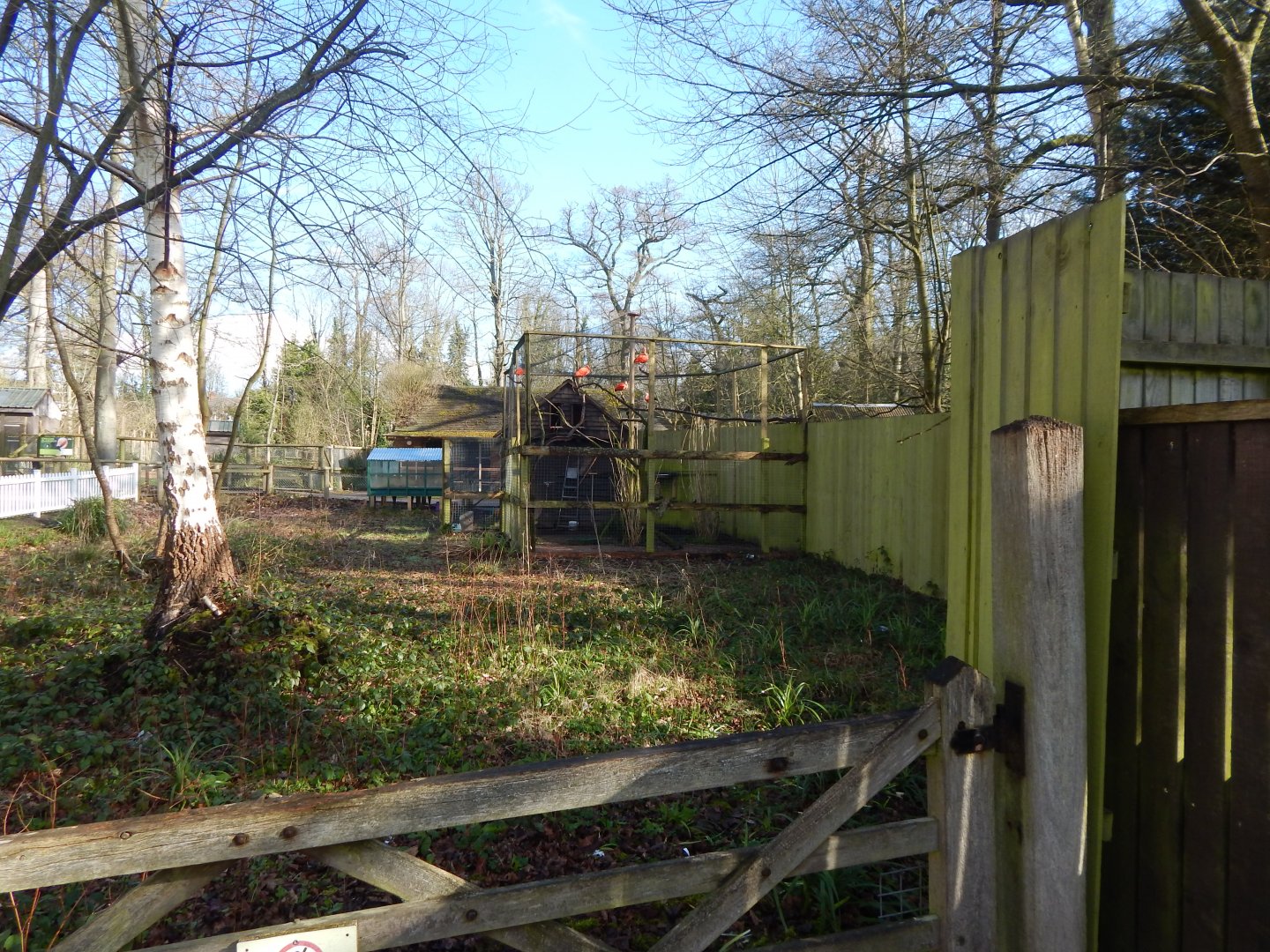 View towards Scarlet ibis aviary 040324