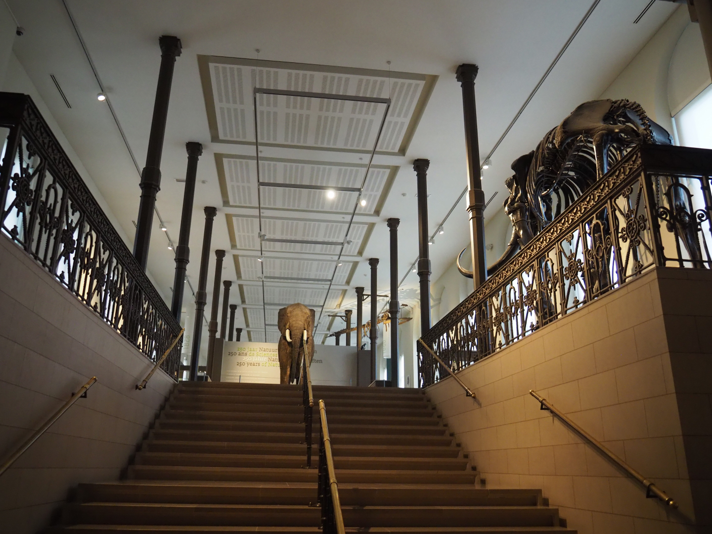 View towards the '250 Years of Natural History' exhibit, 2019-12-03
