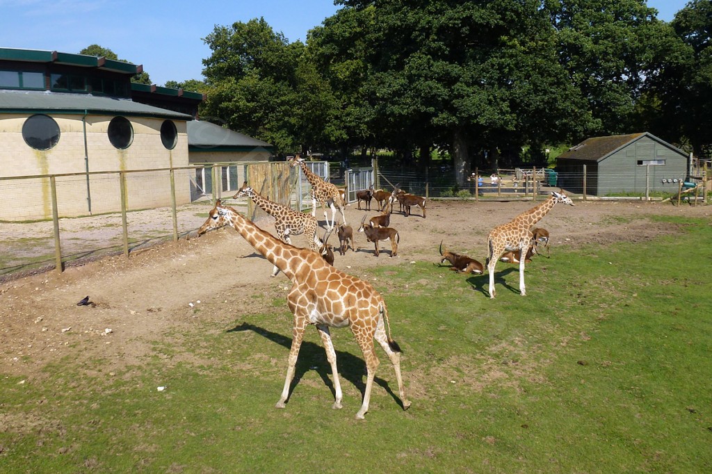 View towards the Giraffe House
