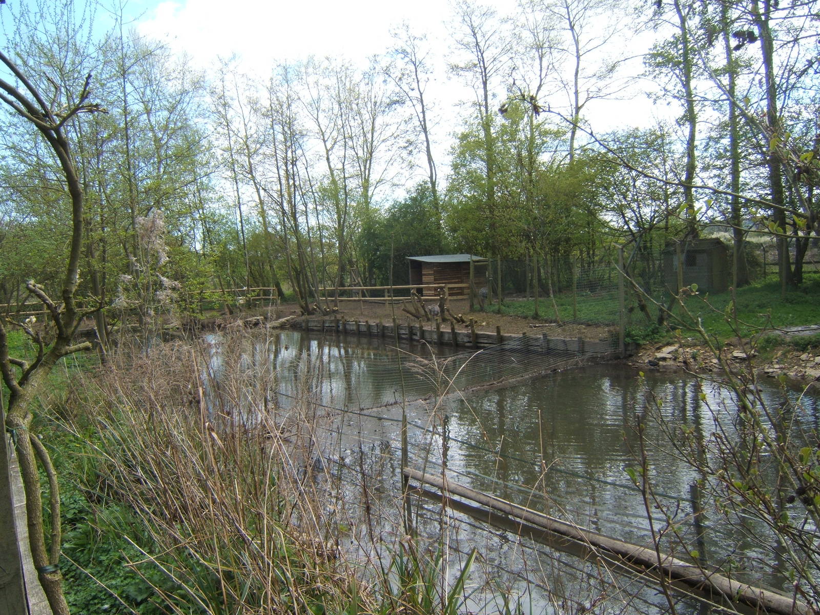 View towards the new Common Rhea enclosure on the far bank on the river Win