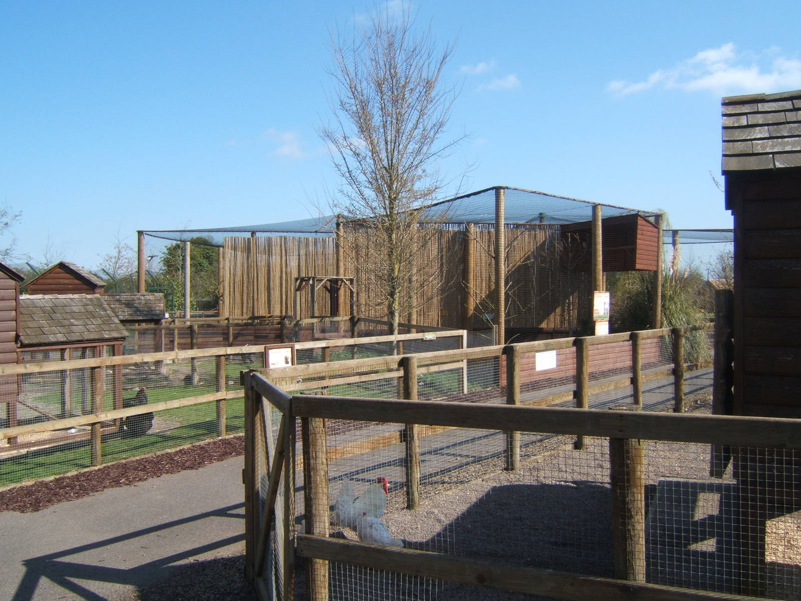 View towards the Owl aviarys from the domestic area