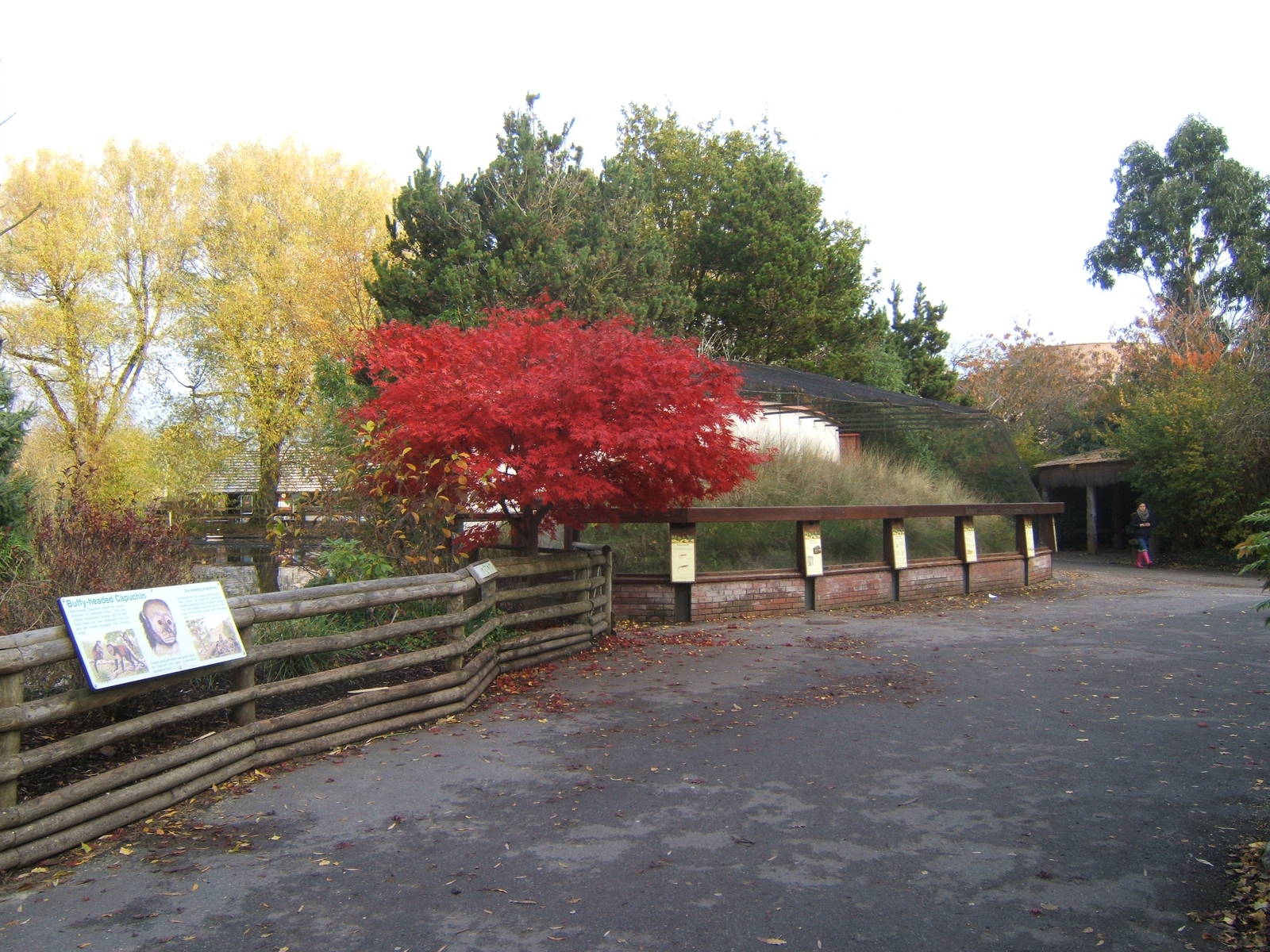 View towards the Red-billed Currasow Aviary