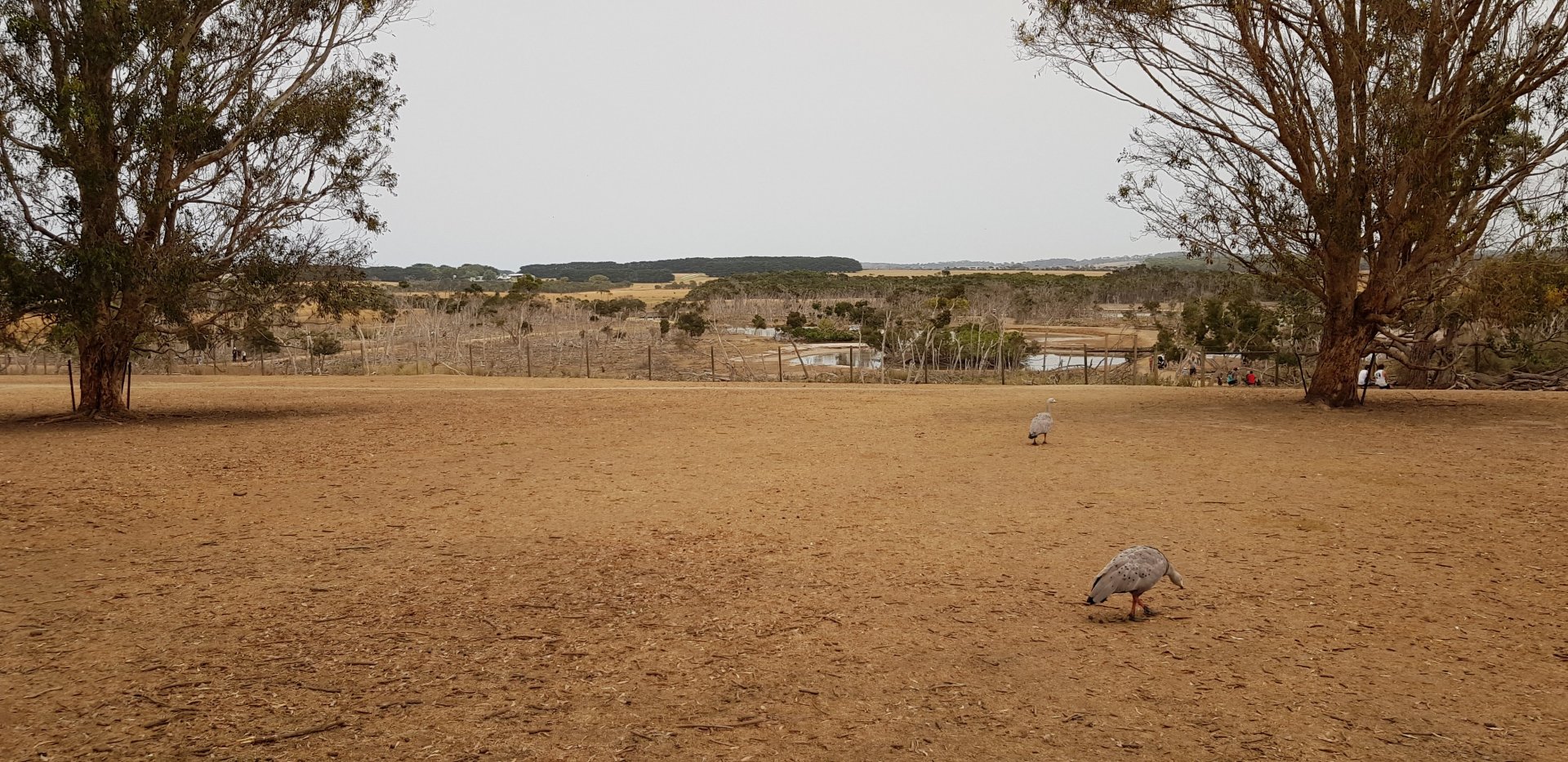 View towards the wetlands - everything was very dry
