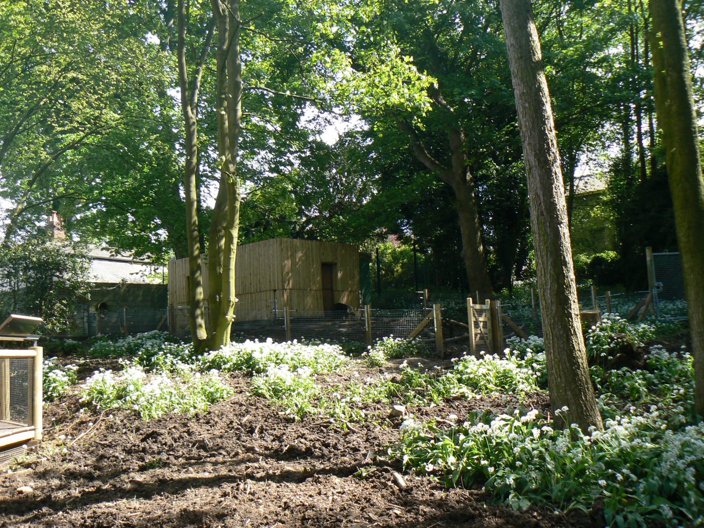 View towards Visayan Warty Pig house - 13 May 2018