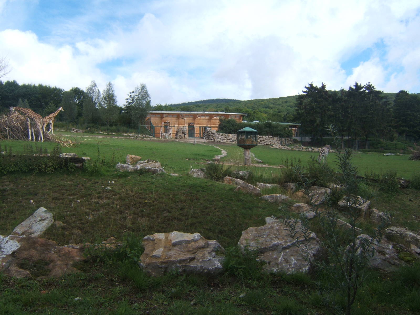 View up to new Giraffe House