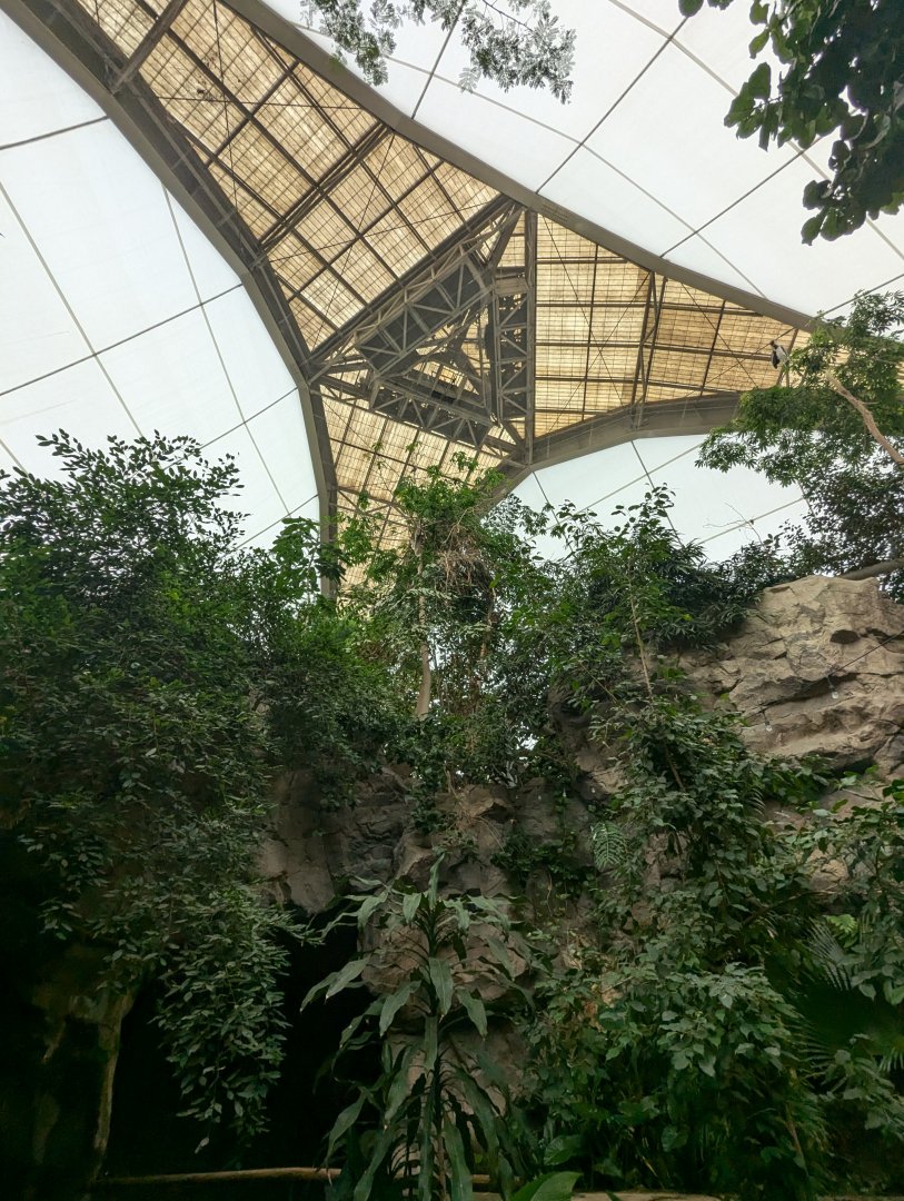 View up to Roof Inside Tropical Forest Building