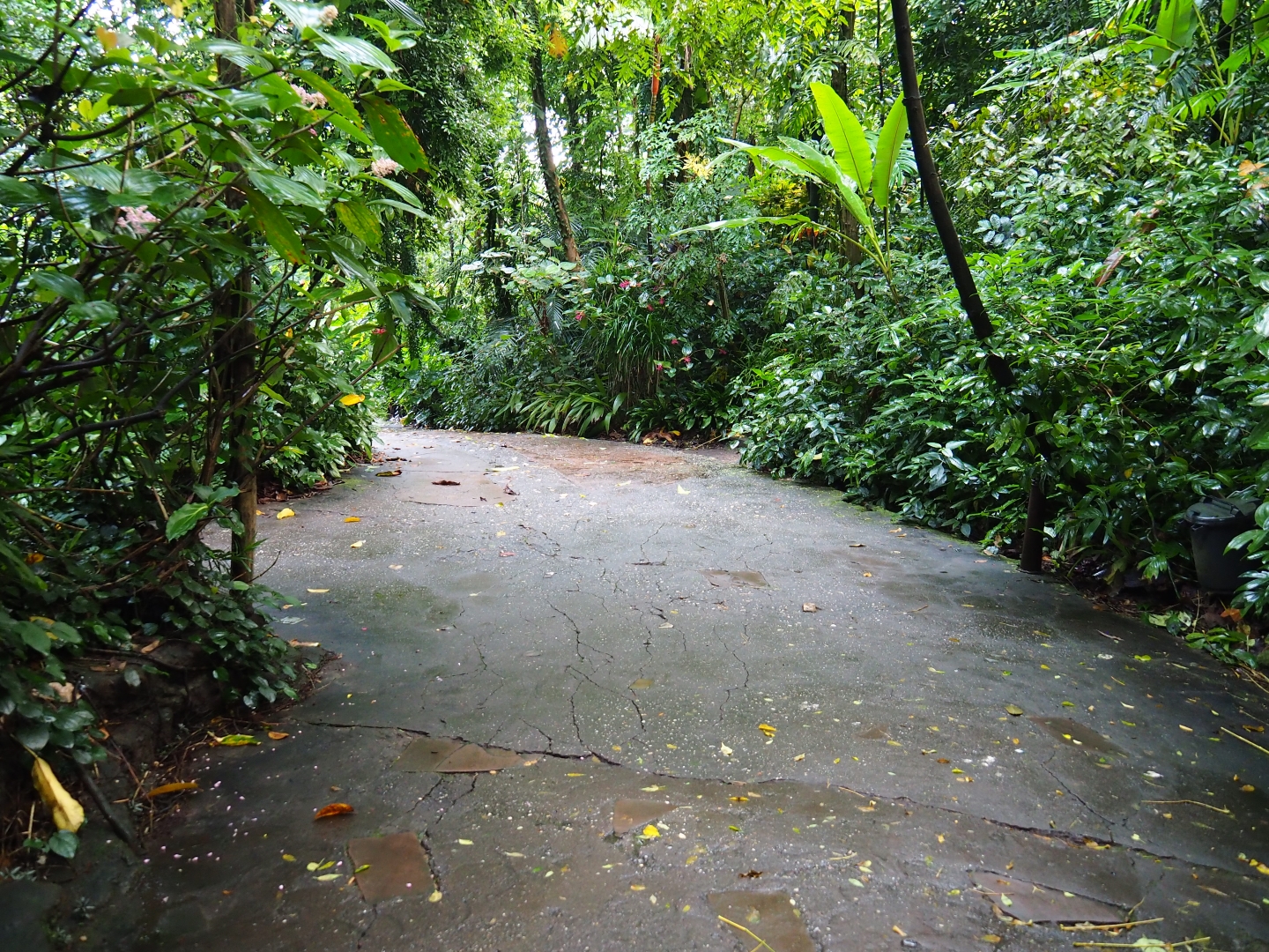 View upon entering Burger's Bush (Sep 16th, 2018)