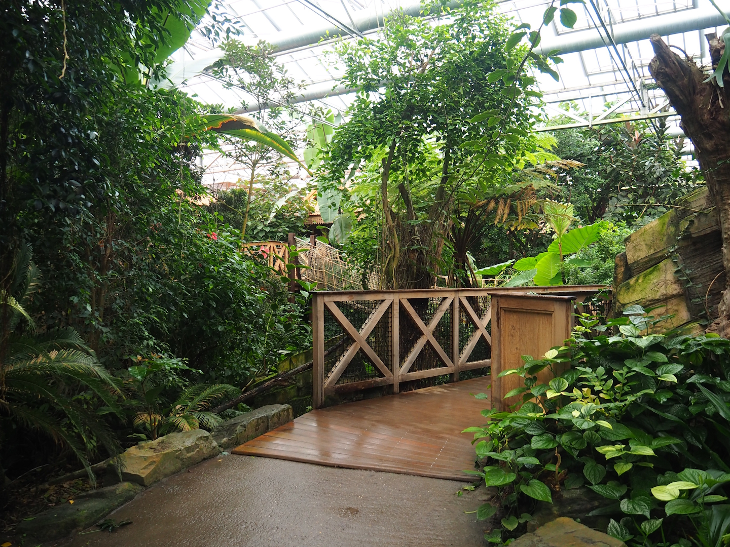 View with bridge next to waterfall in the orangutan greenhouse, 2023-09-19