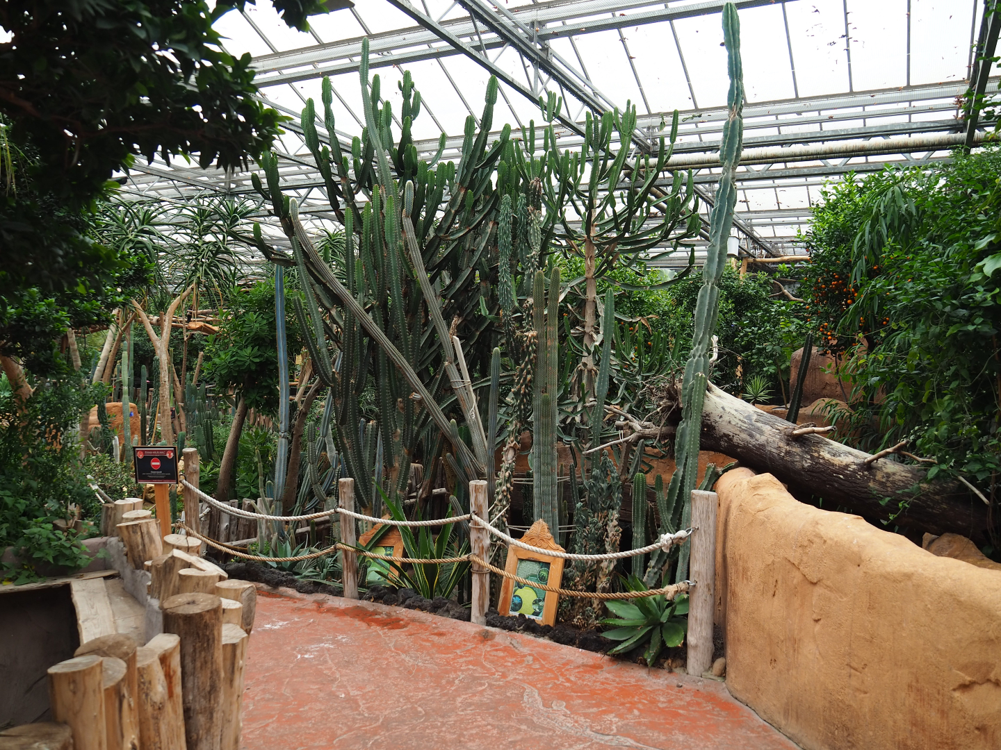View with succulent garden in Oasis, 2020-09-03