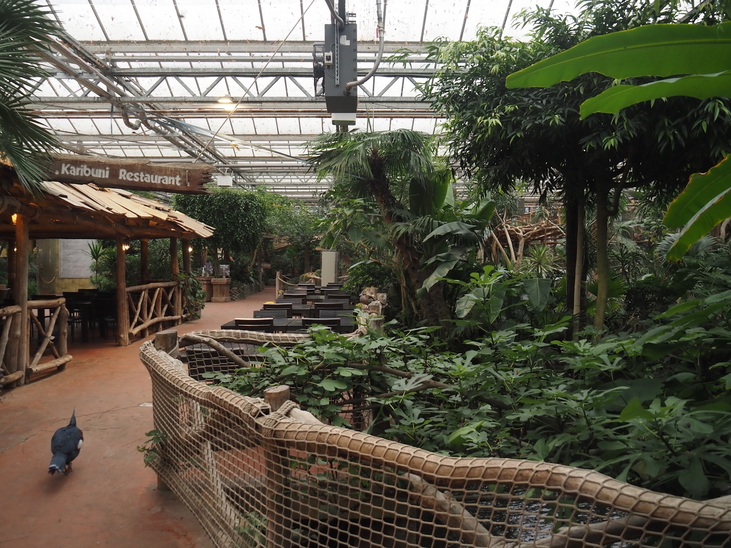 View with walkway, part of eating area, pond and crowned pigeon in the Oasis, 2024-09-17