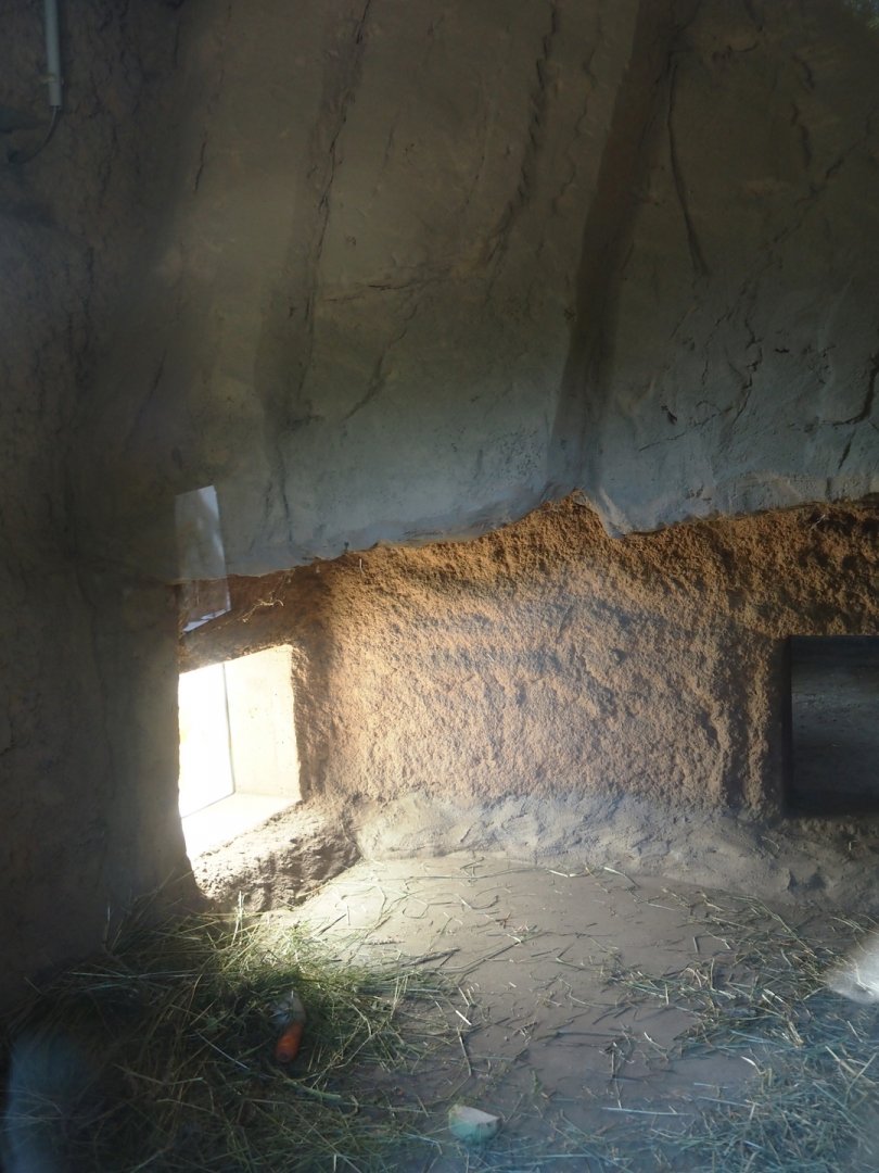 Viewable common wombat den, 2024-06-08