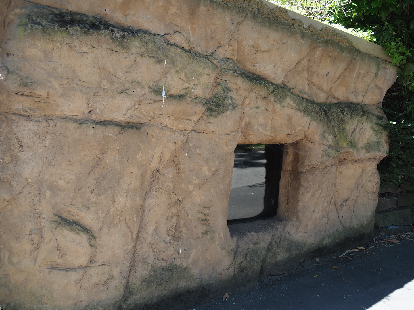 Viewable common wombat den, 2024-06-08