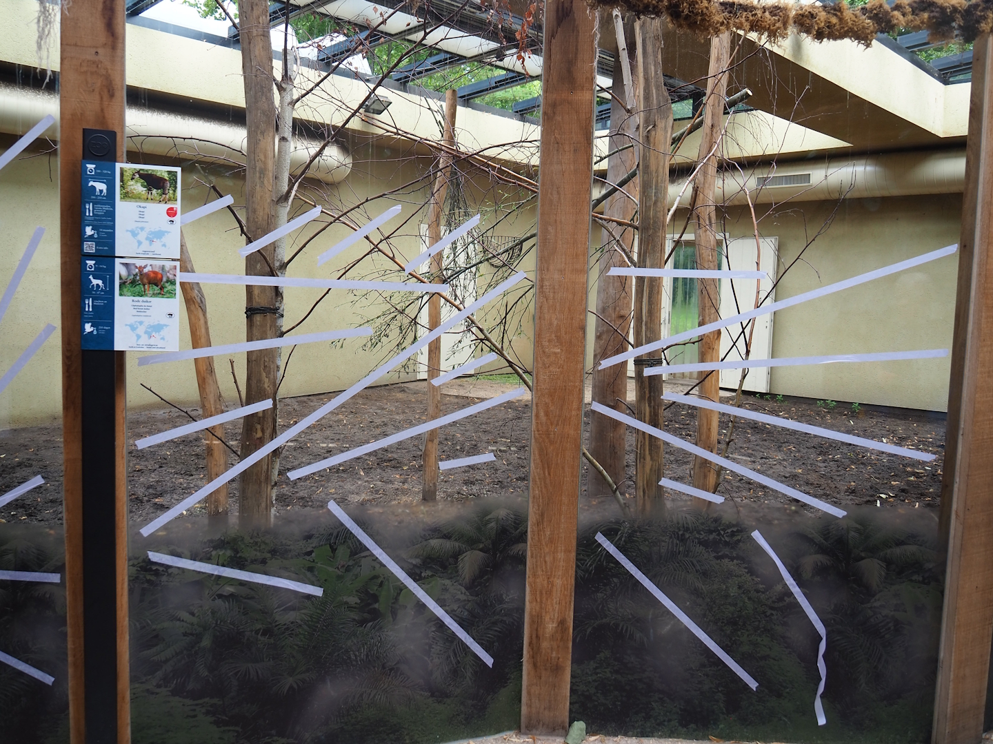 Viewable Okapi and Natal red duiker indoor exhibit, 2022-07-10