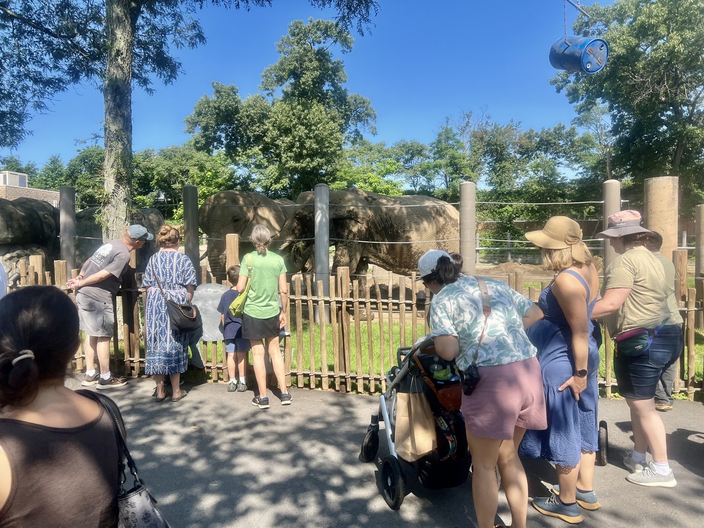Viewing African Elephants-just beyond the trees is Interstate 95