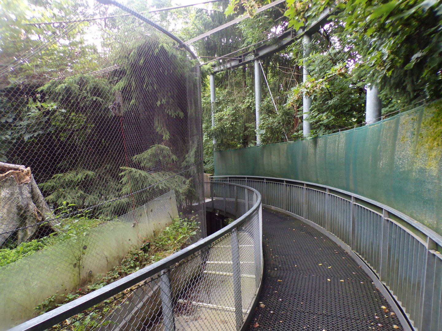 Viewing alongside wildcat enclosure 9.7.25