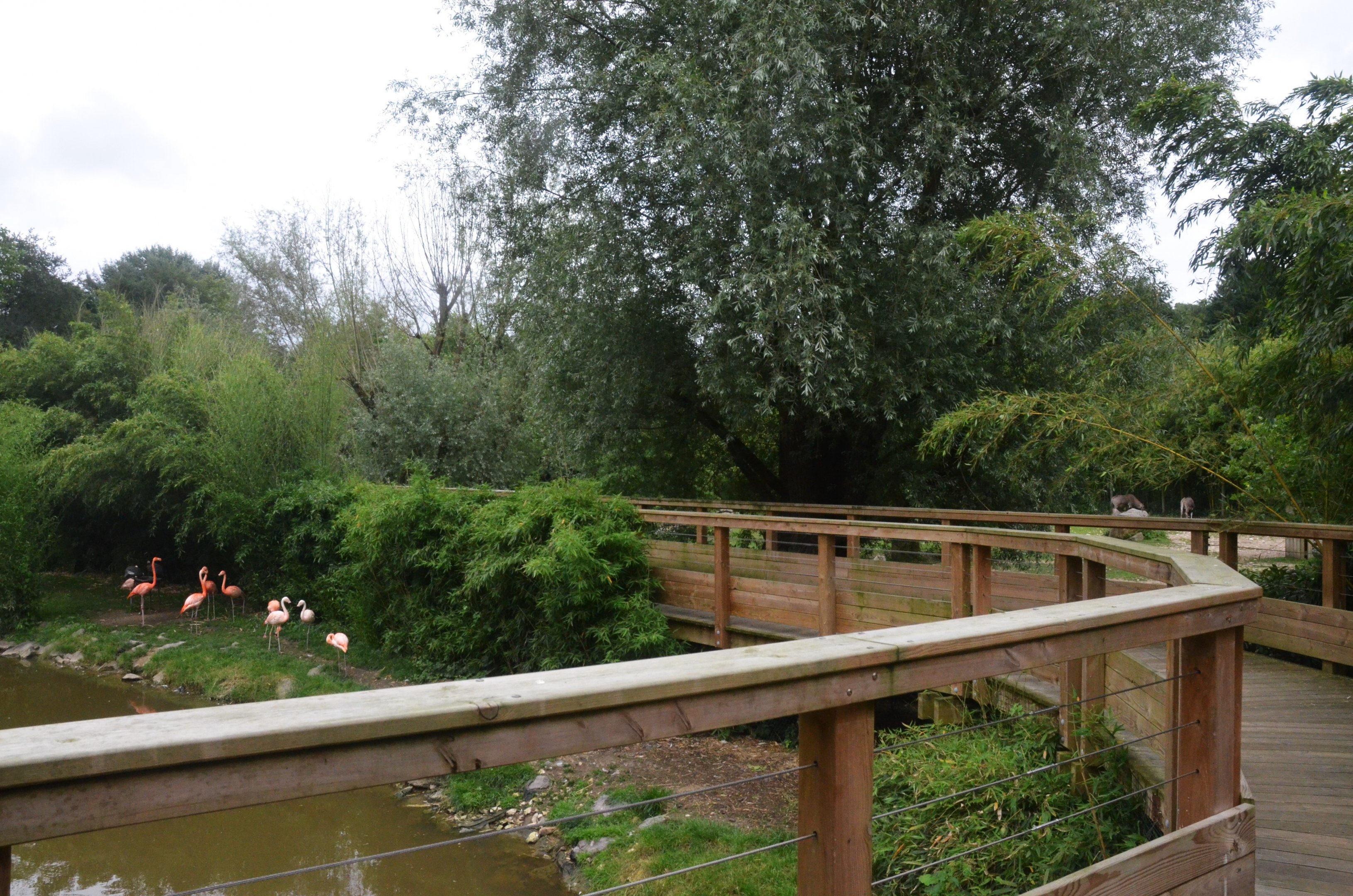 Viewing Area at Beauval, 12/06/18