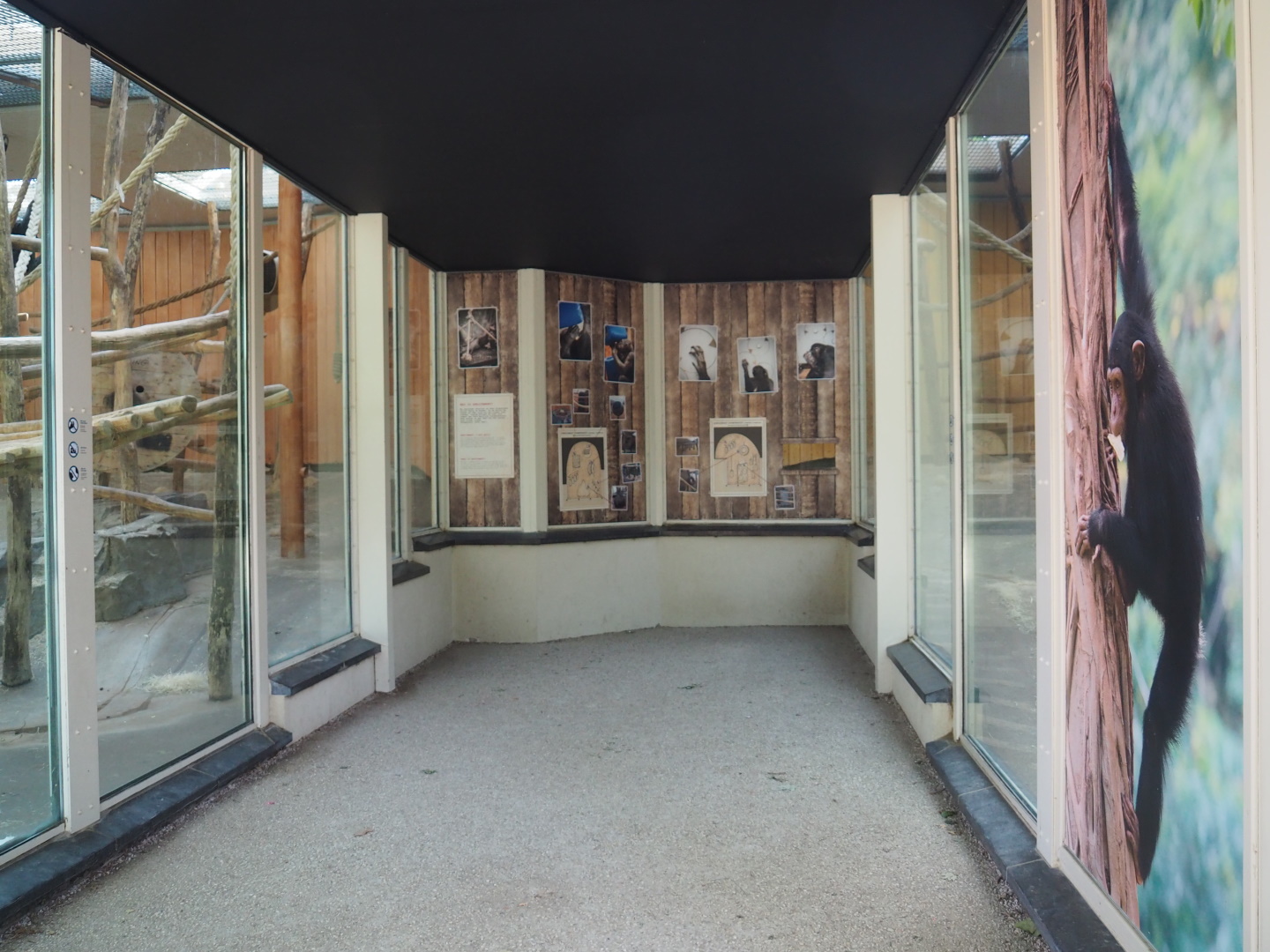 Viewing area Chimpanzee indoor rooms, 2021-07-17