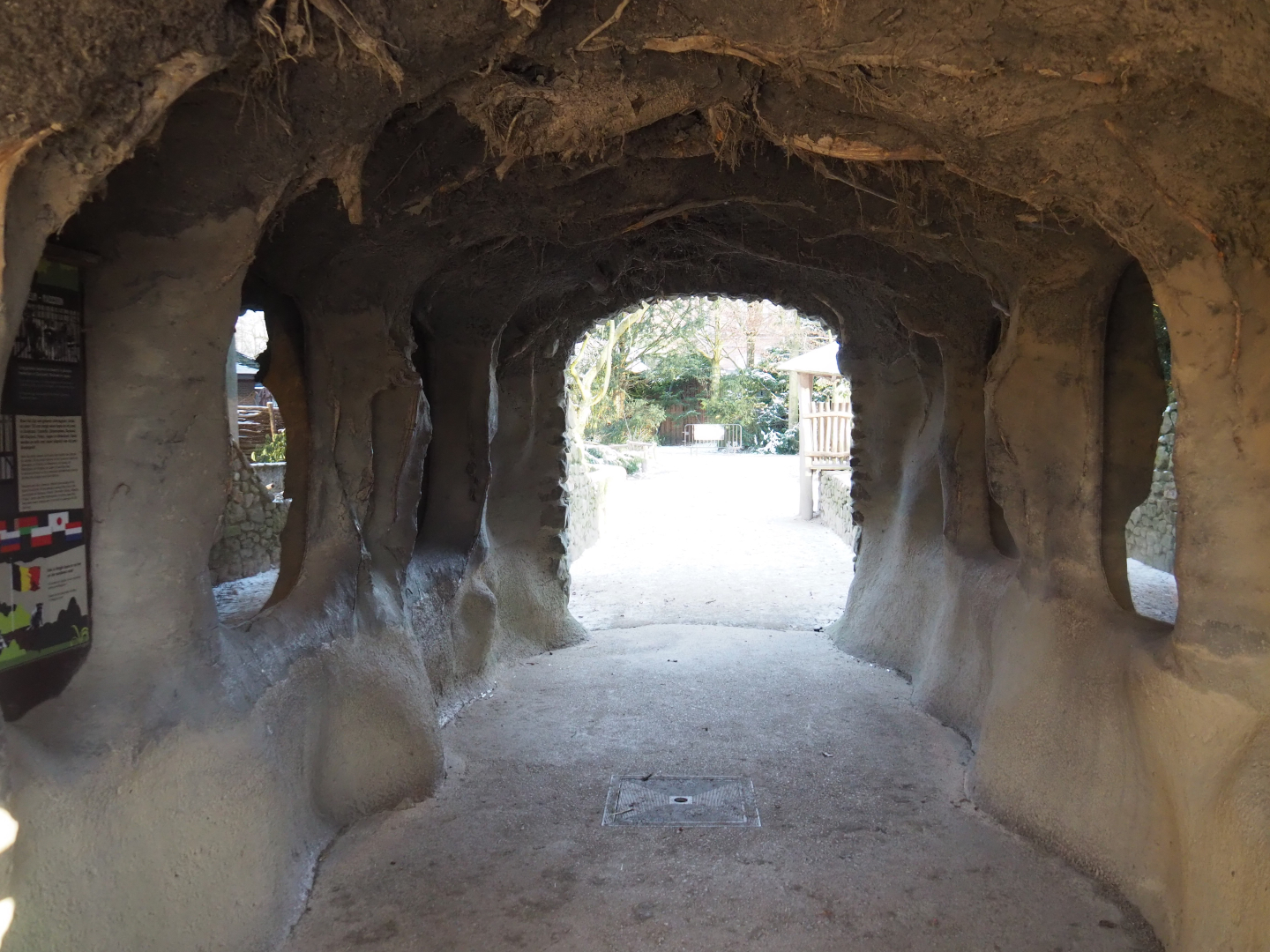 Viewing area domestic rabbit and raccoon dens, 2021-02-14
