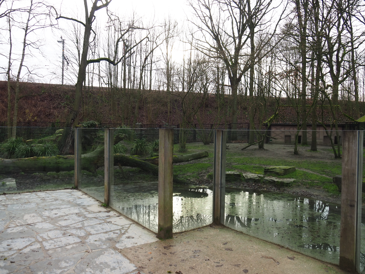 Viewing area first spotted hyena exhibit, 2020-01-11