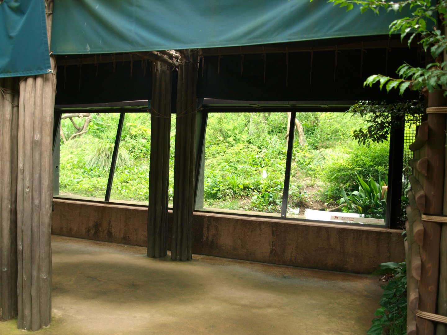 Viewing area for chimpanzees