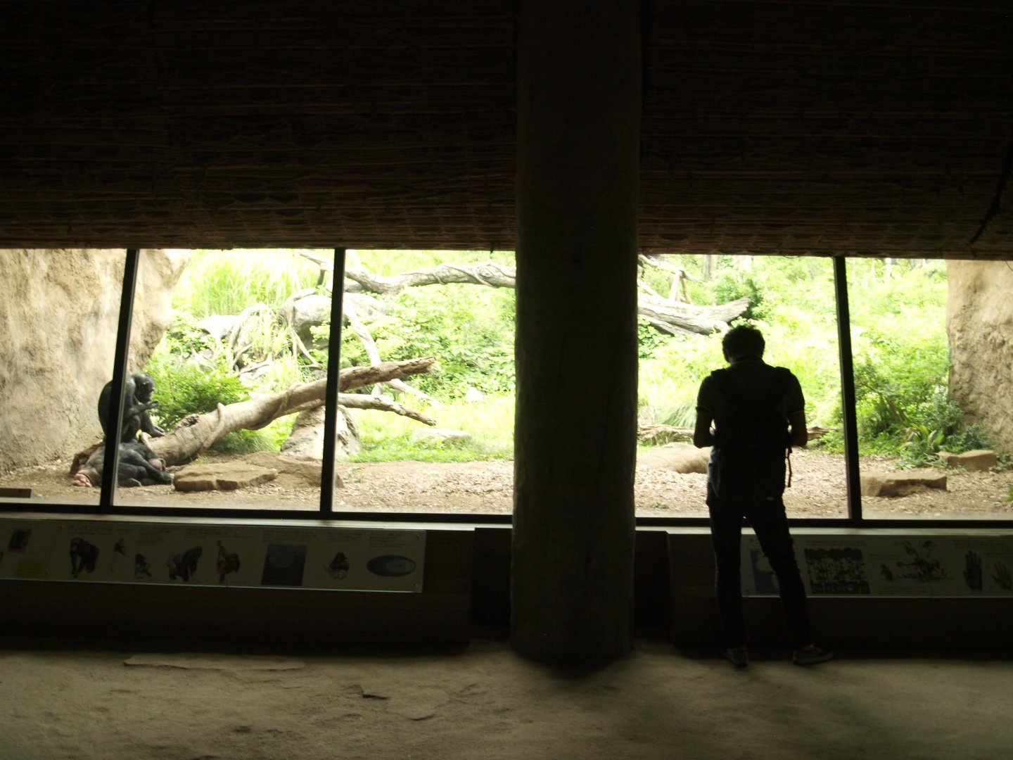 Viewing area for chimpanzees