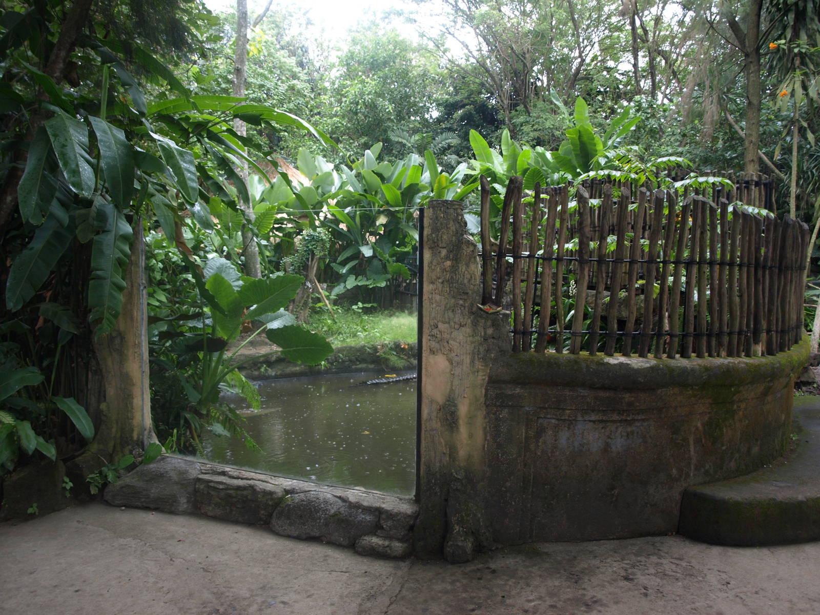 Viewing area for Estuarine crocodiles