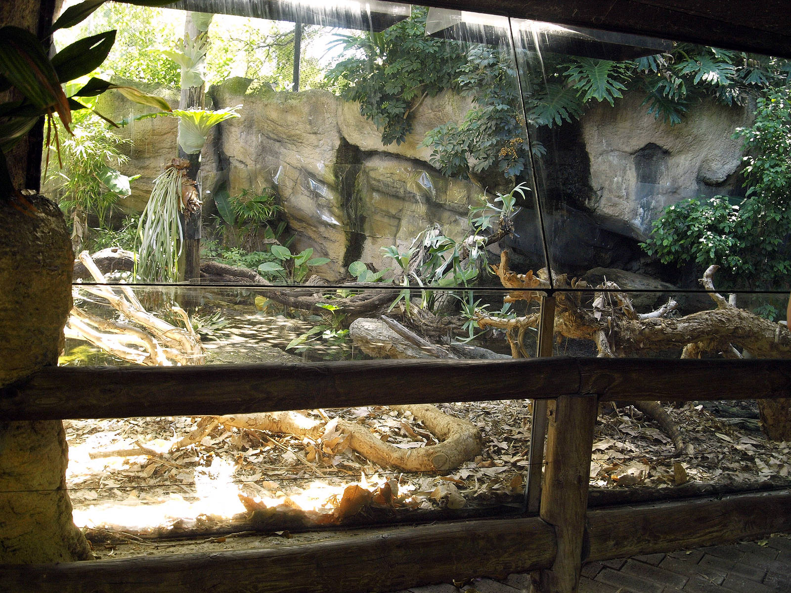 Viewing area for komodo dragon