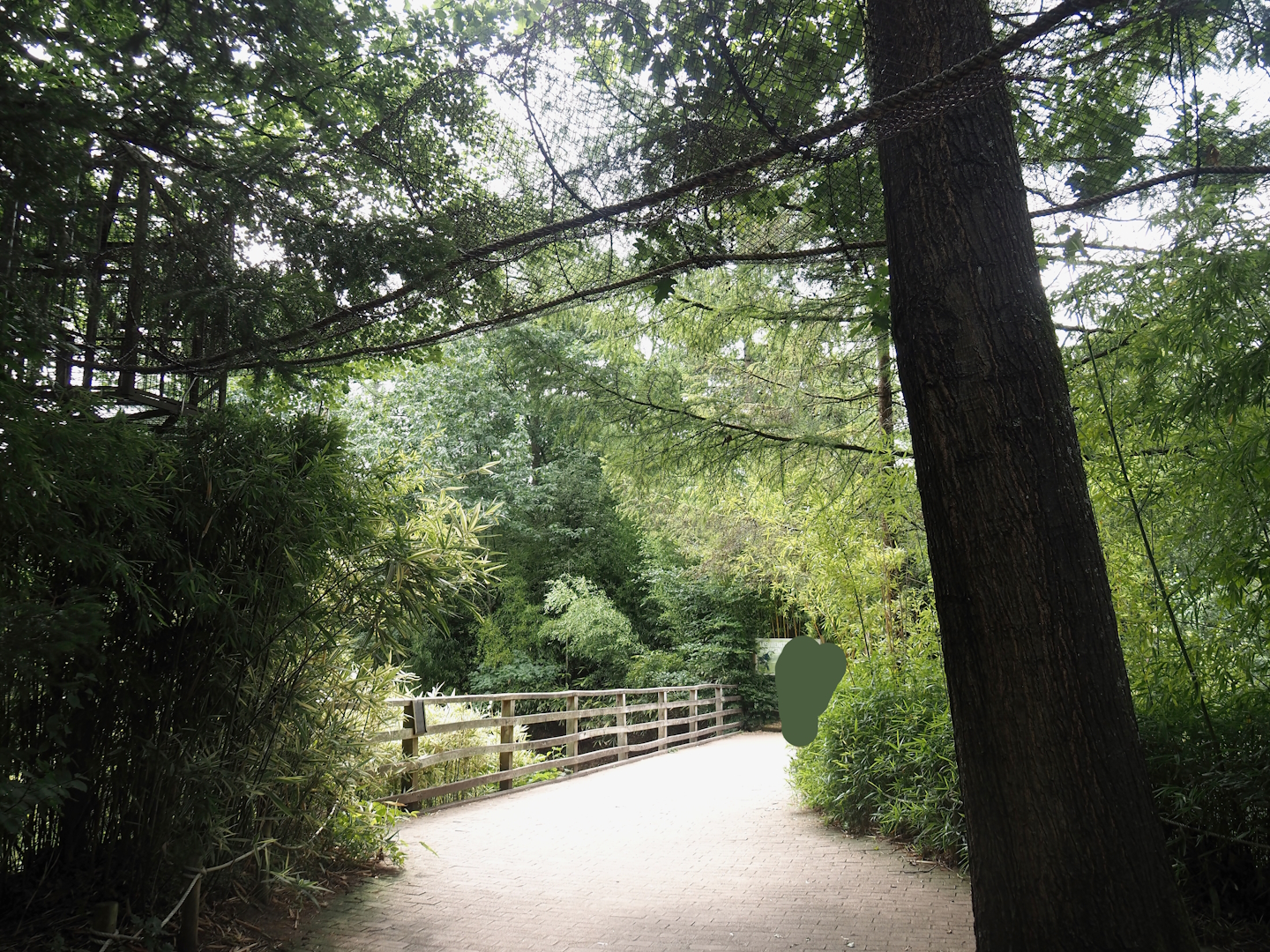 Viewing area for Lion-tailed macaques and Collared mangabeys, with transfer tunnels to island, 2024-08-18