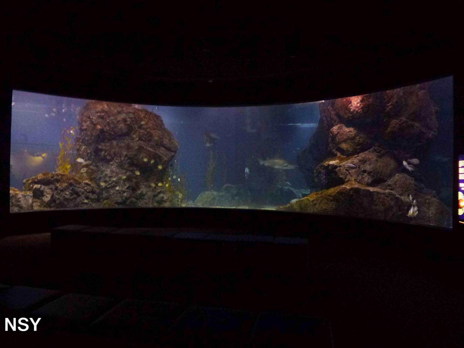 Viewing area for main tank, June 2013.