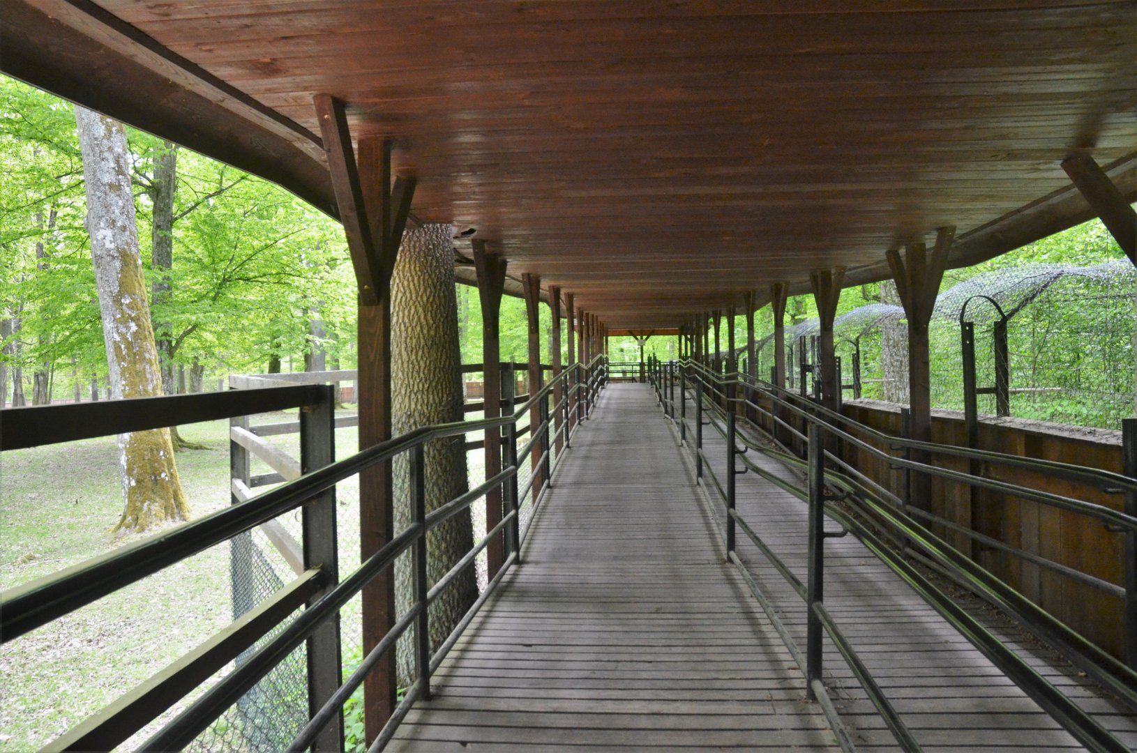 Viewing Area for Red Deer and Wolves at Rezerwat Pokazowy Żubrów, Białowieża 07/05/19
