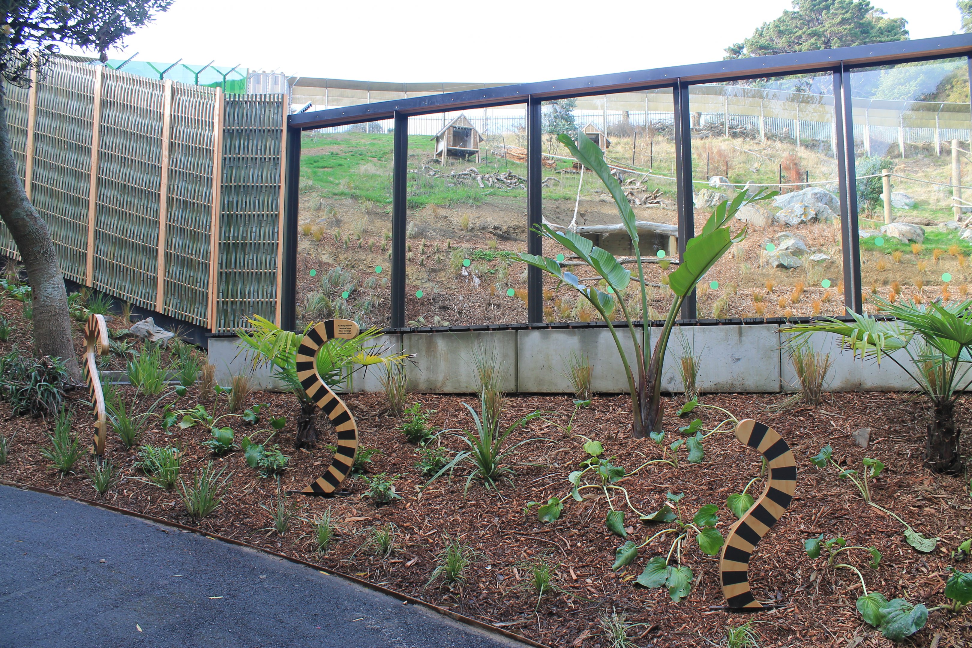 Viewing area for the Ring-tailed Lemur enclosure