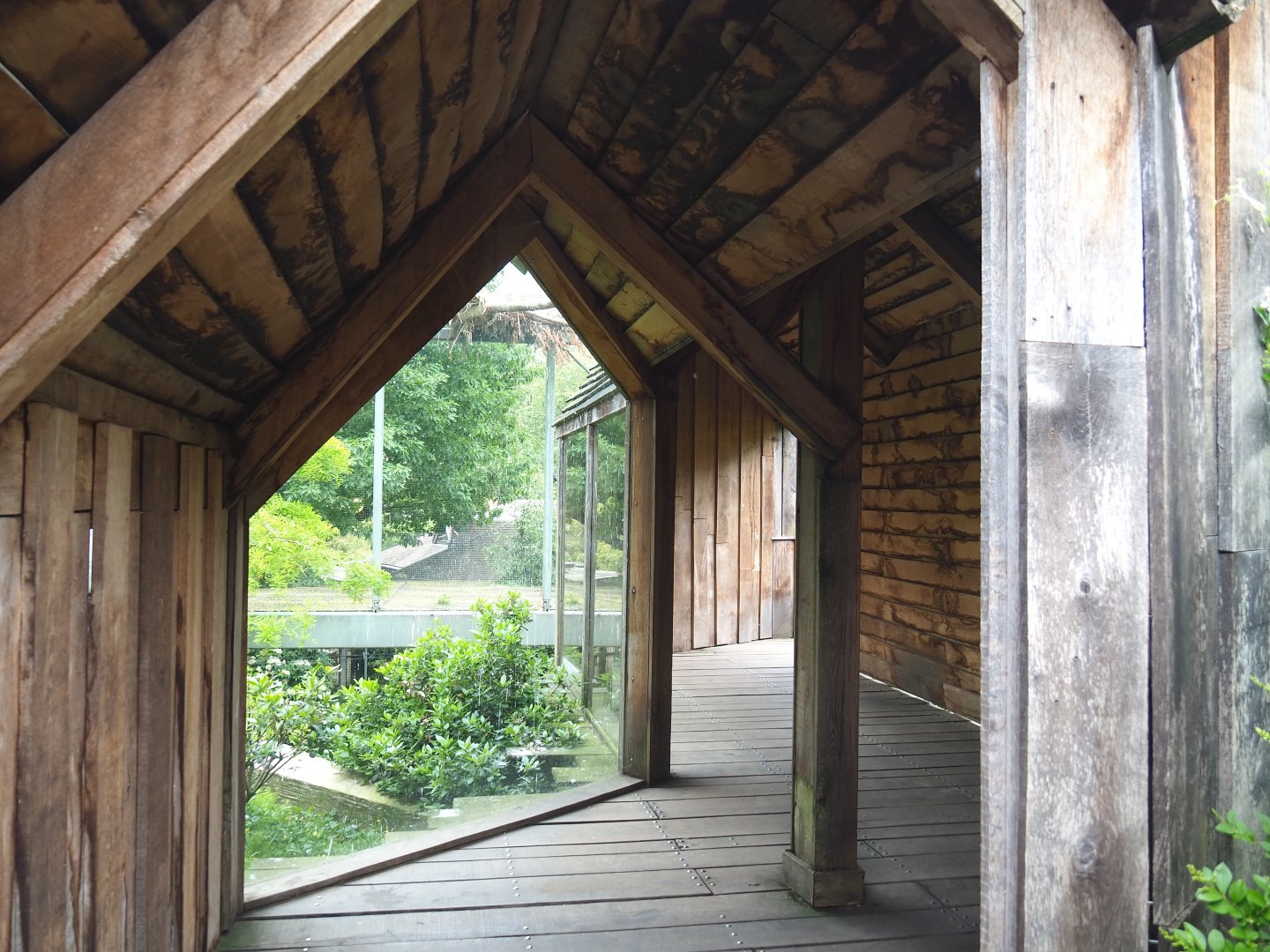 Viewing area for the upper level of the marabou/vulture aviary, on the roof of the hippopotamus house, 2021-06-12