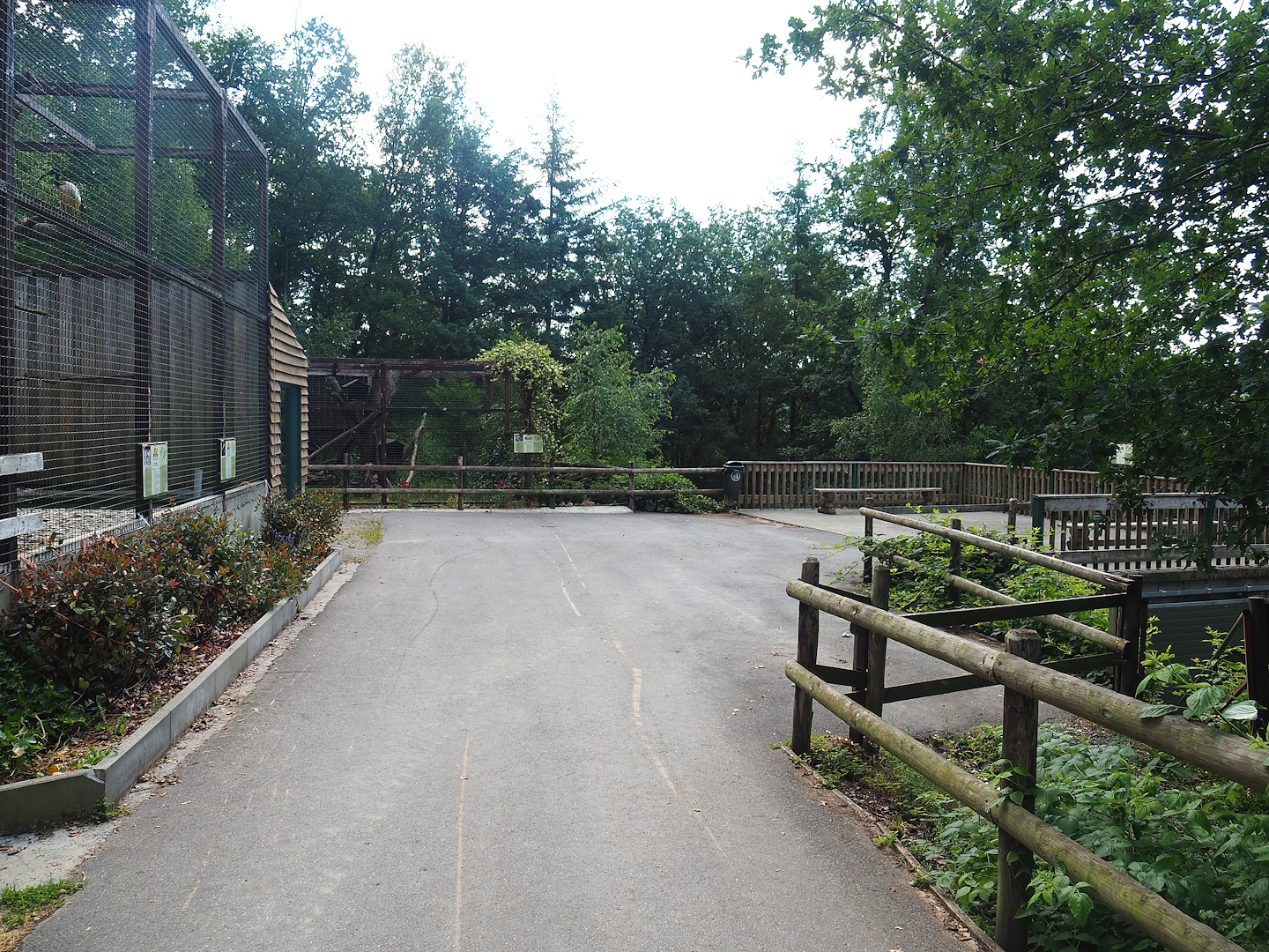 Viewing area for Waldrapp and Sacred ibis aviary, European wildcat exhibit and Mishmi takin paddock, 2023-06-24