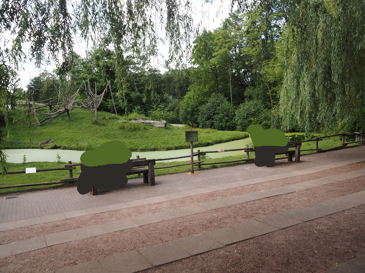 Viewing area for Western lowland gorilla and Black crested mangabey feedings, 2024-08-21